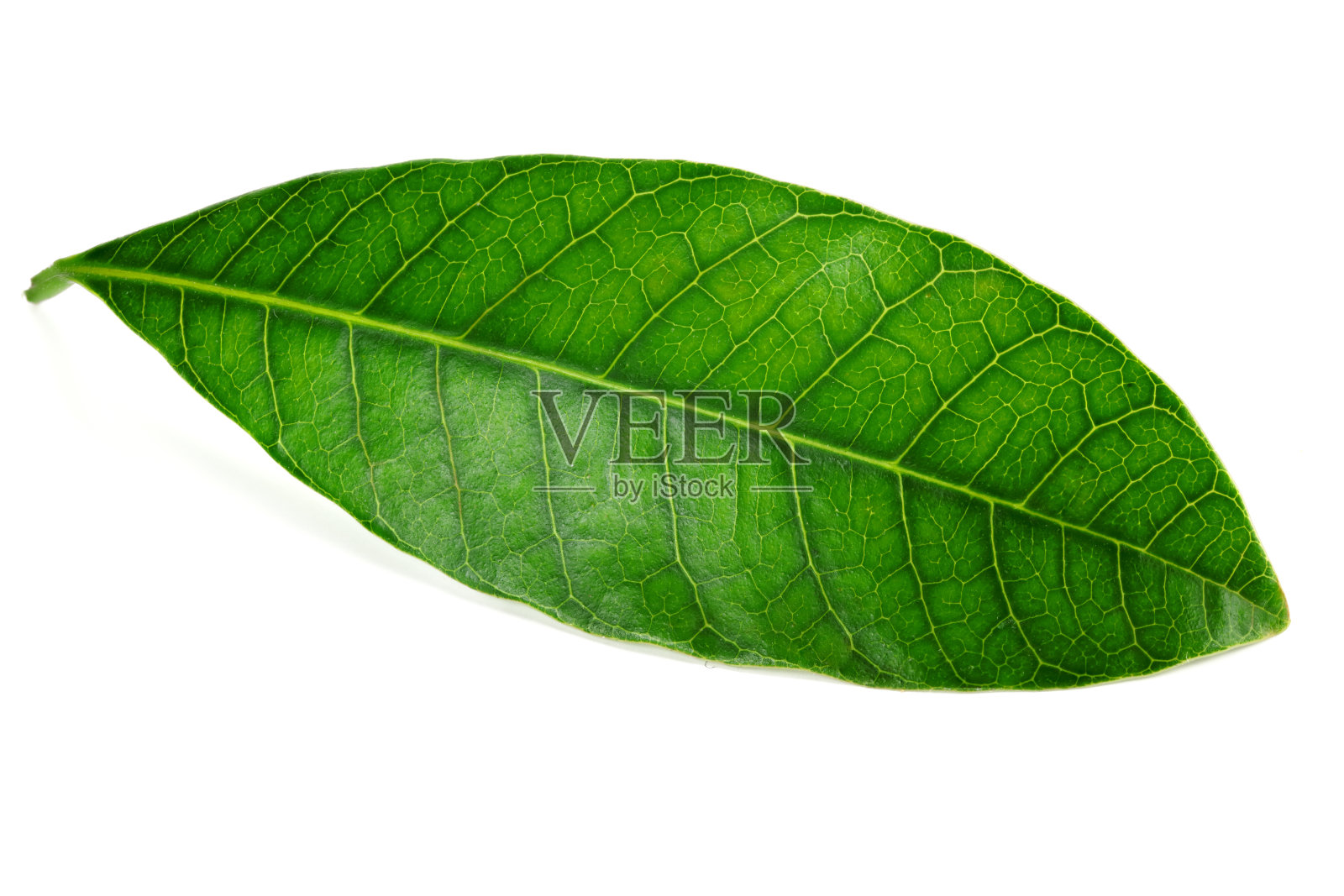 单个芒果的绿叶孤立在白色背景上。照片摄影图片