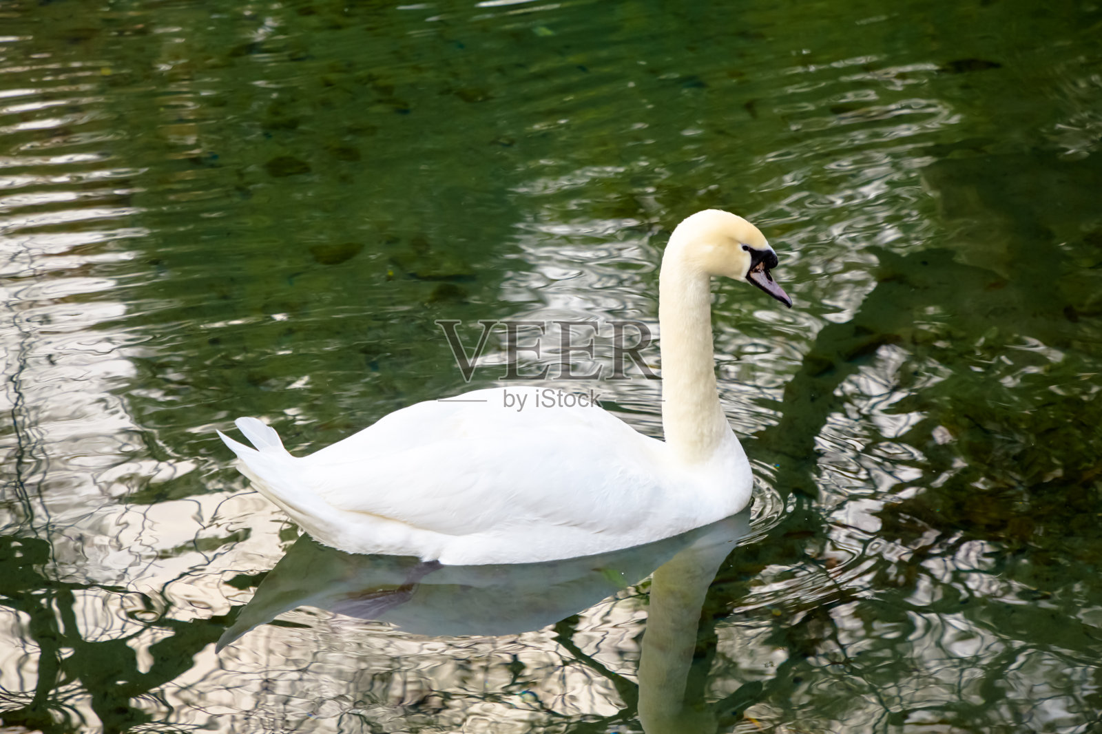 白天鹅在绿色的池塘里游泳照片摄影图片