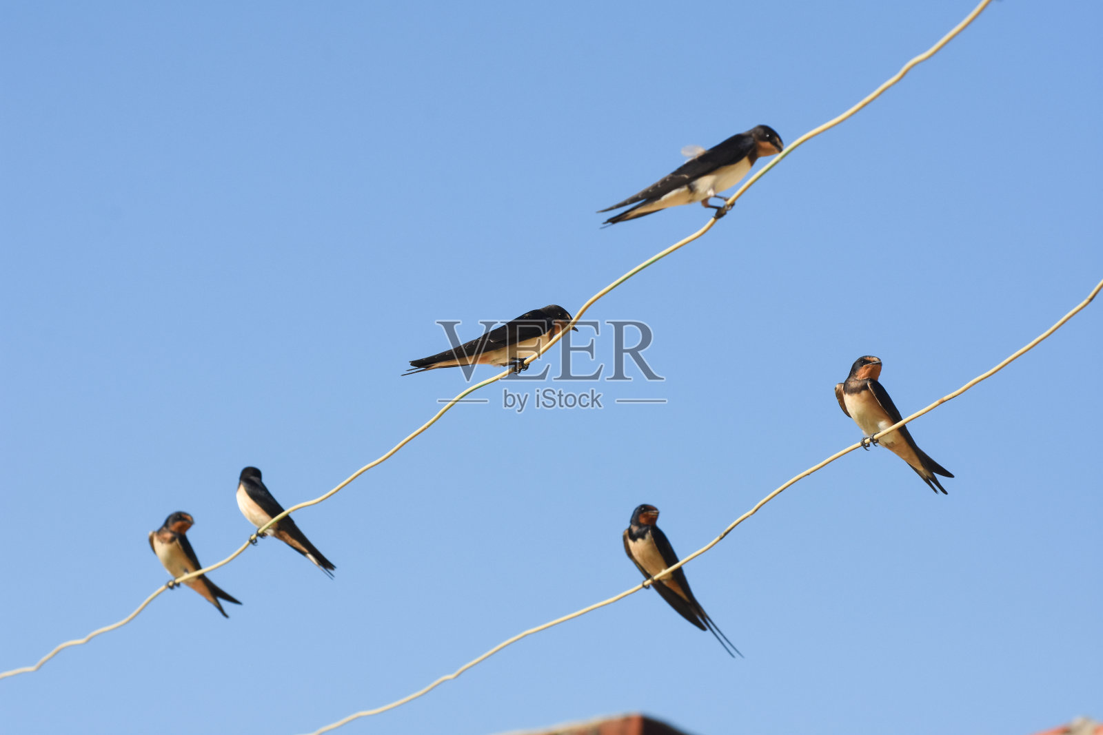 电线上的燕子飞过蓝天照片摄影图片