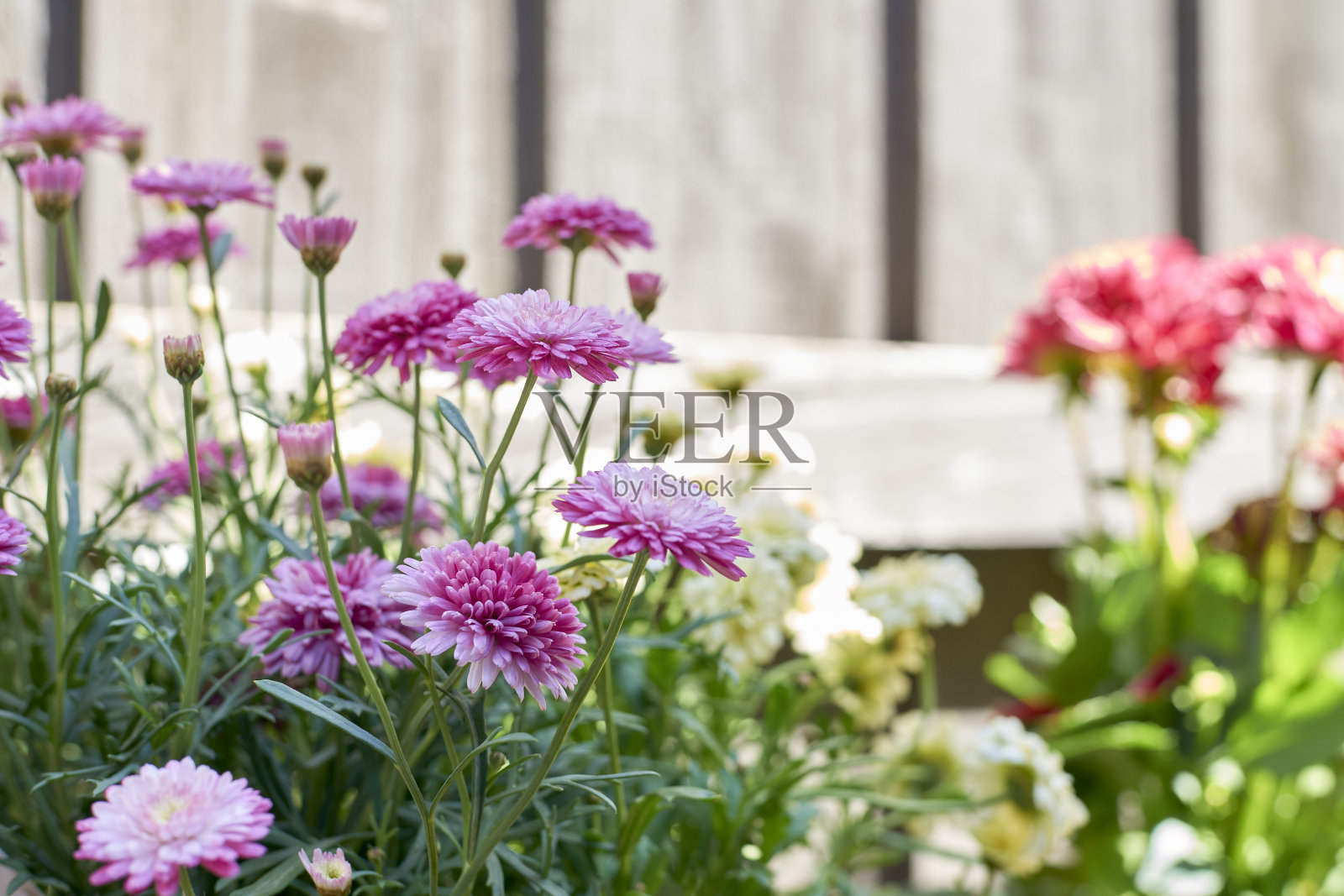 花照片摄影图片