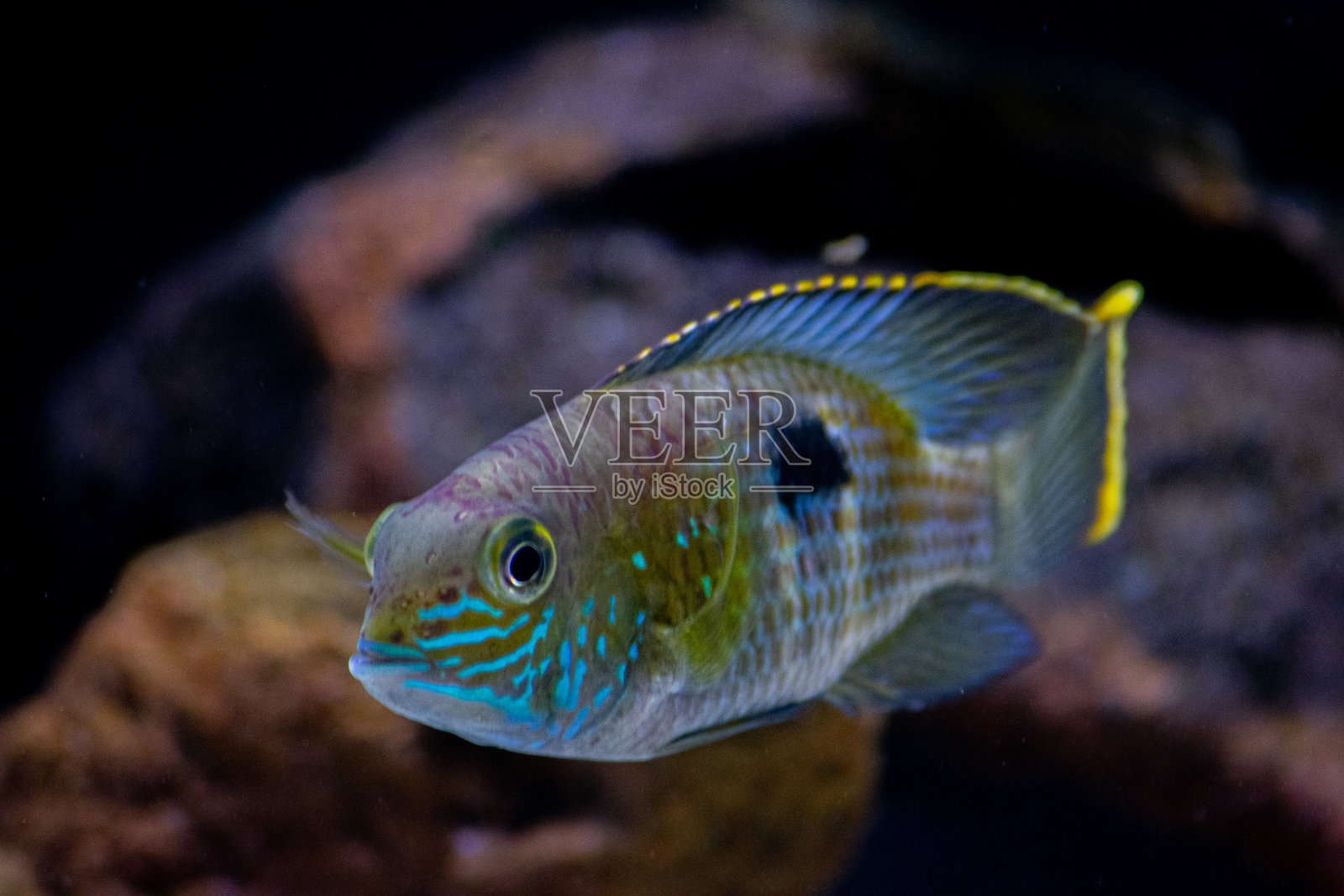 水族馆彩色鱼在深蓝色的水照片摄影图片