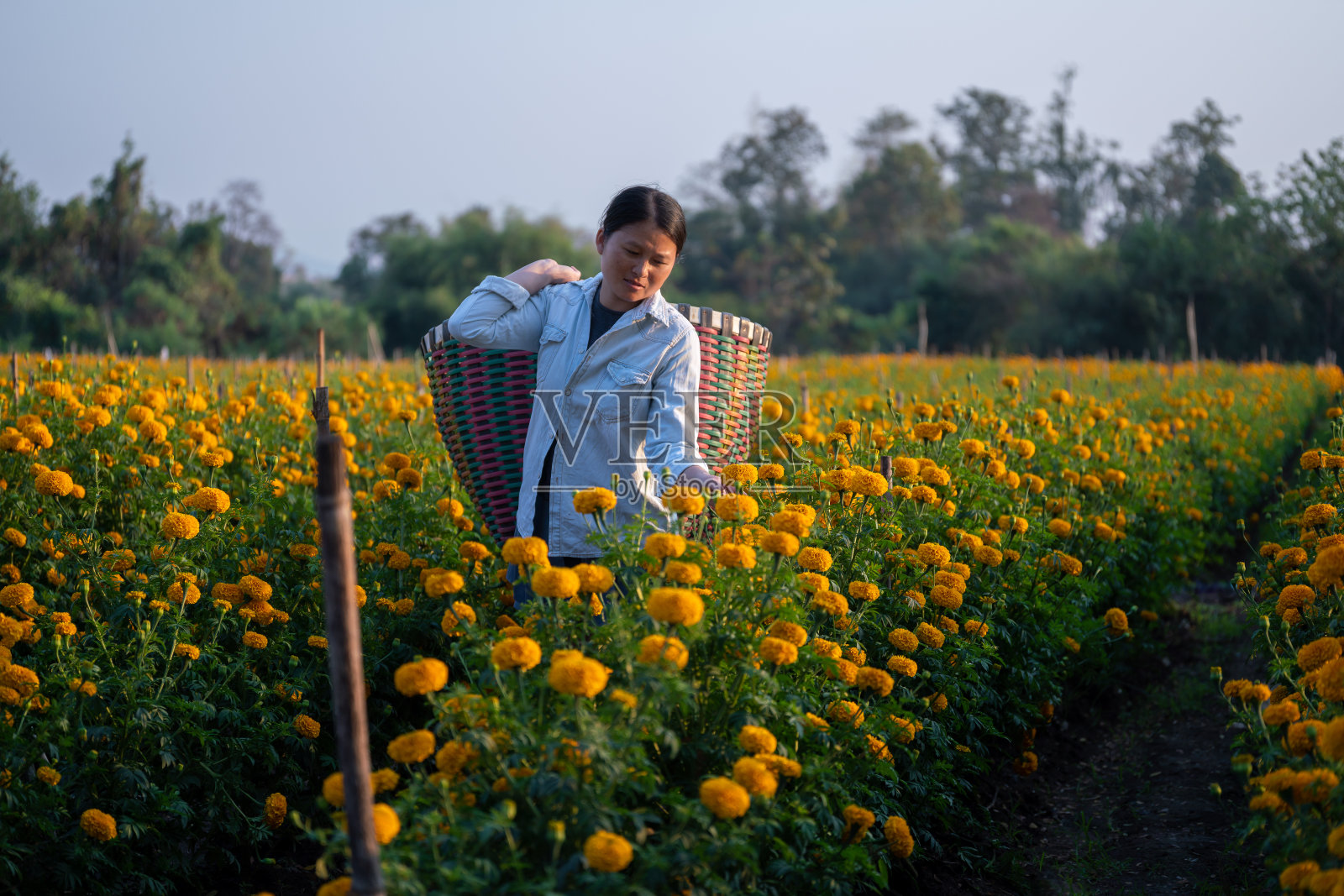 女人在美丽的花园里采摘橙色万寿菊花照片摄影图片