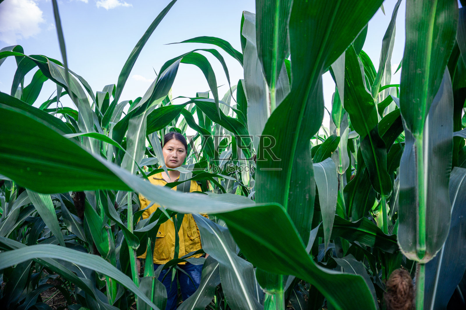 农民在收获前检查玉米植株。照片摄影图片