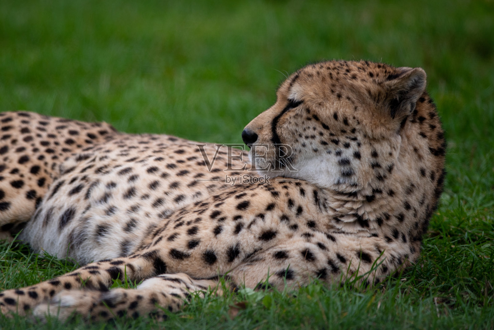 猎豹照片摄影图片