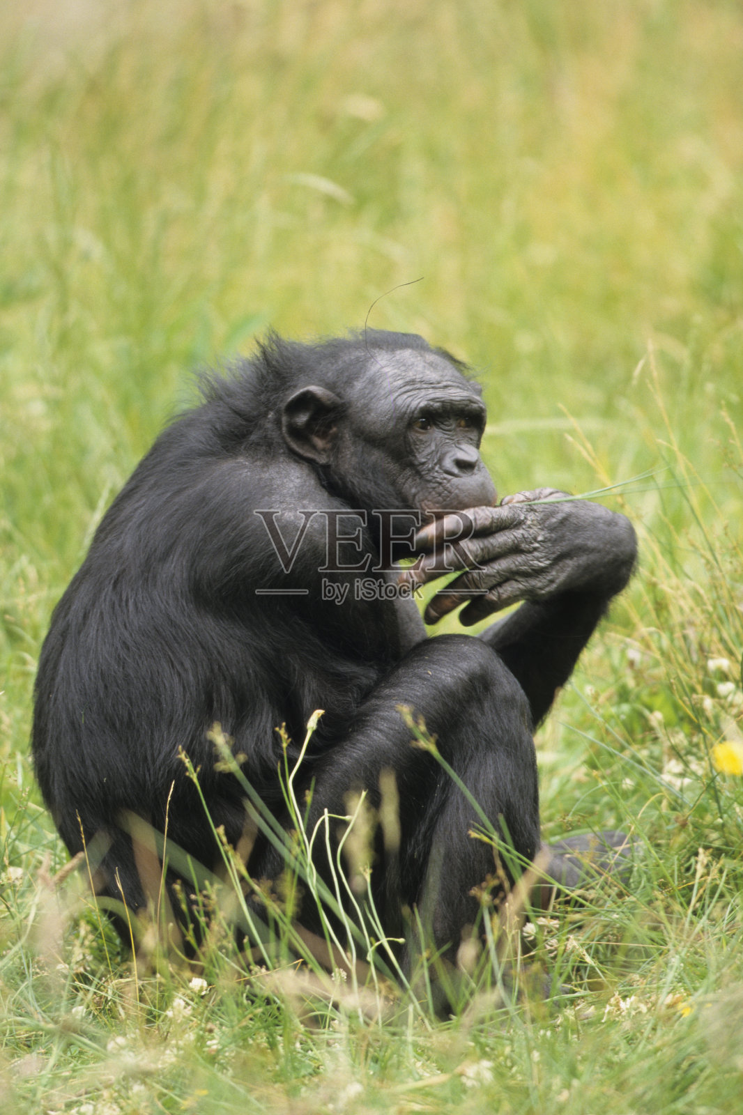 侏儒黑猩猩照片摄影图片