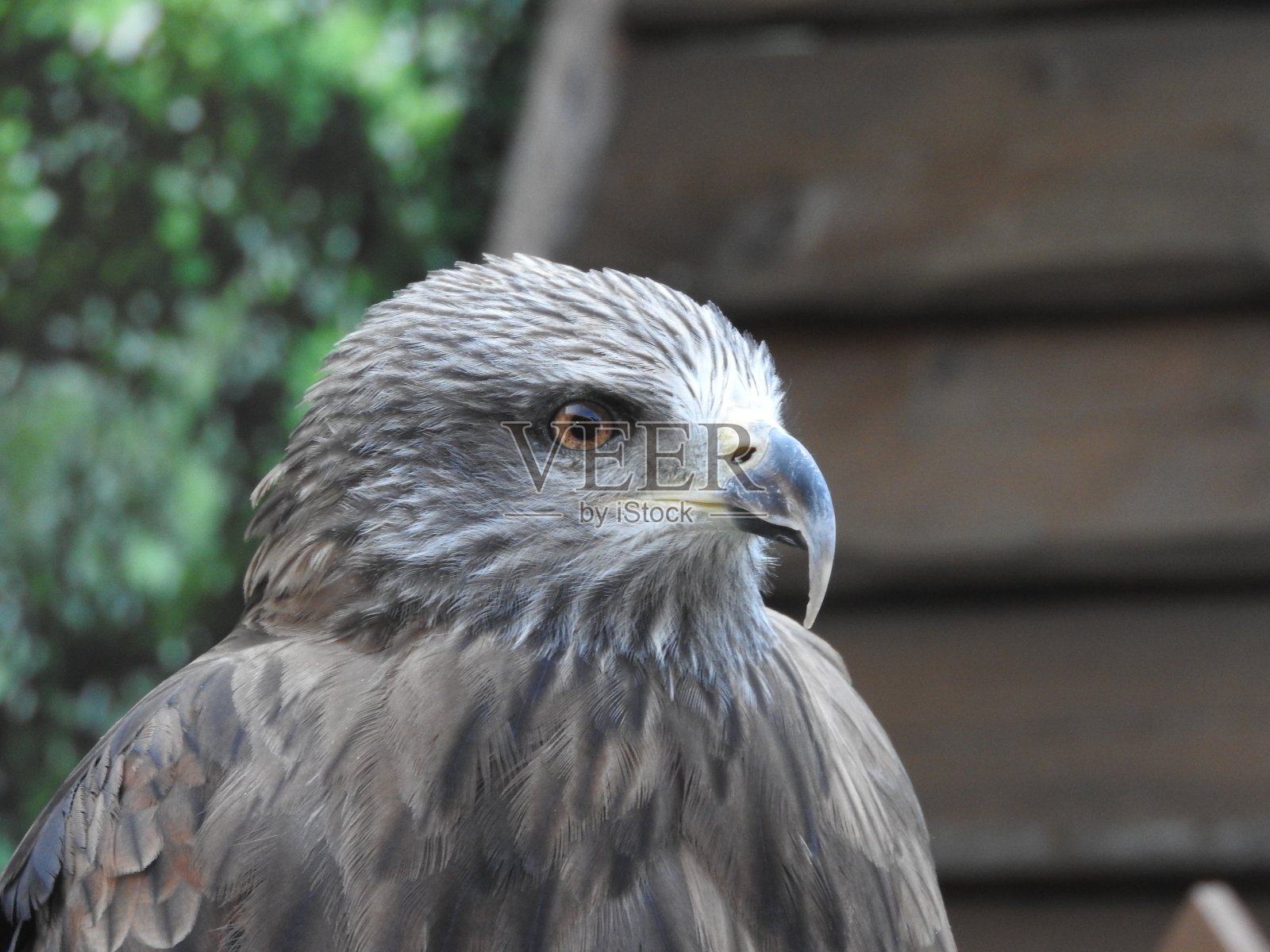 生活在高加索山区的小鹰照片摄影图片