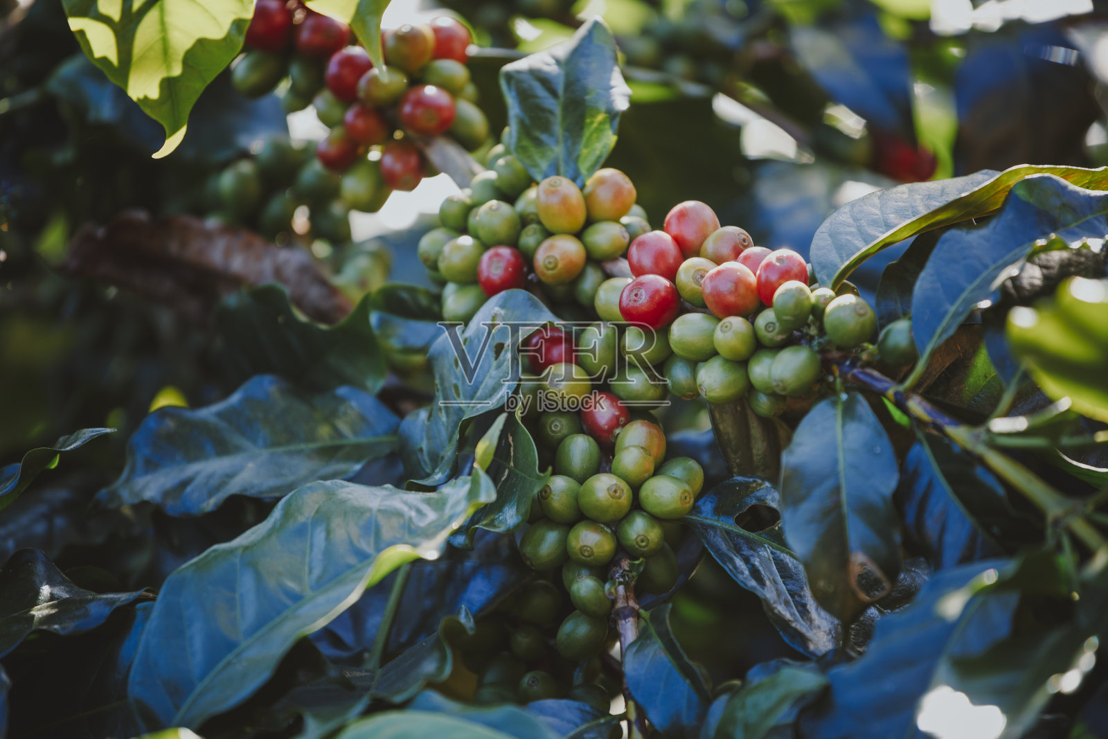 泰国北部清迈树上成熟的咖啡豆。照片摄影图片