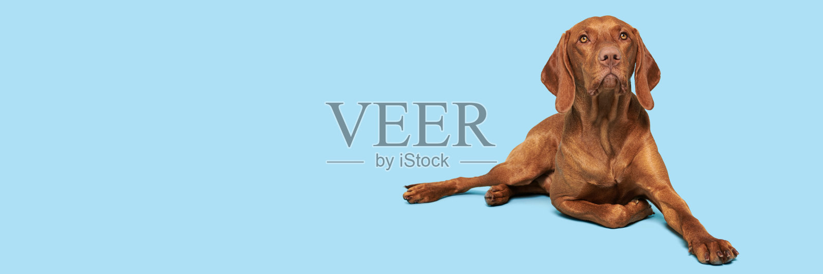 美丽的匈牙利vizsla狗全身工作室肖像。狗躺下，看着相机在淡蓝色的背景。照片摄影图片