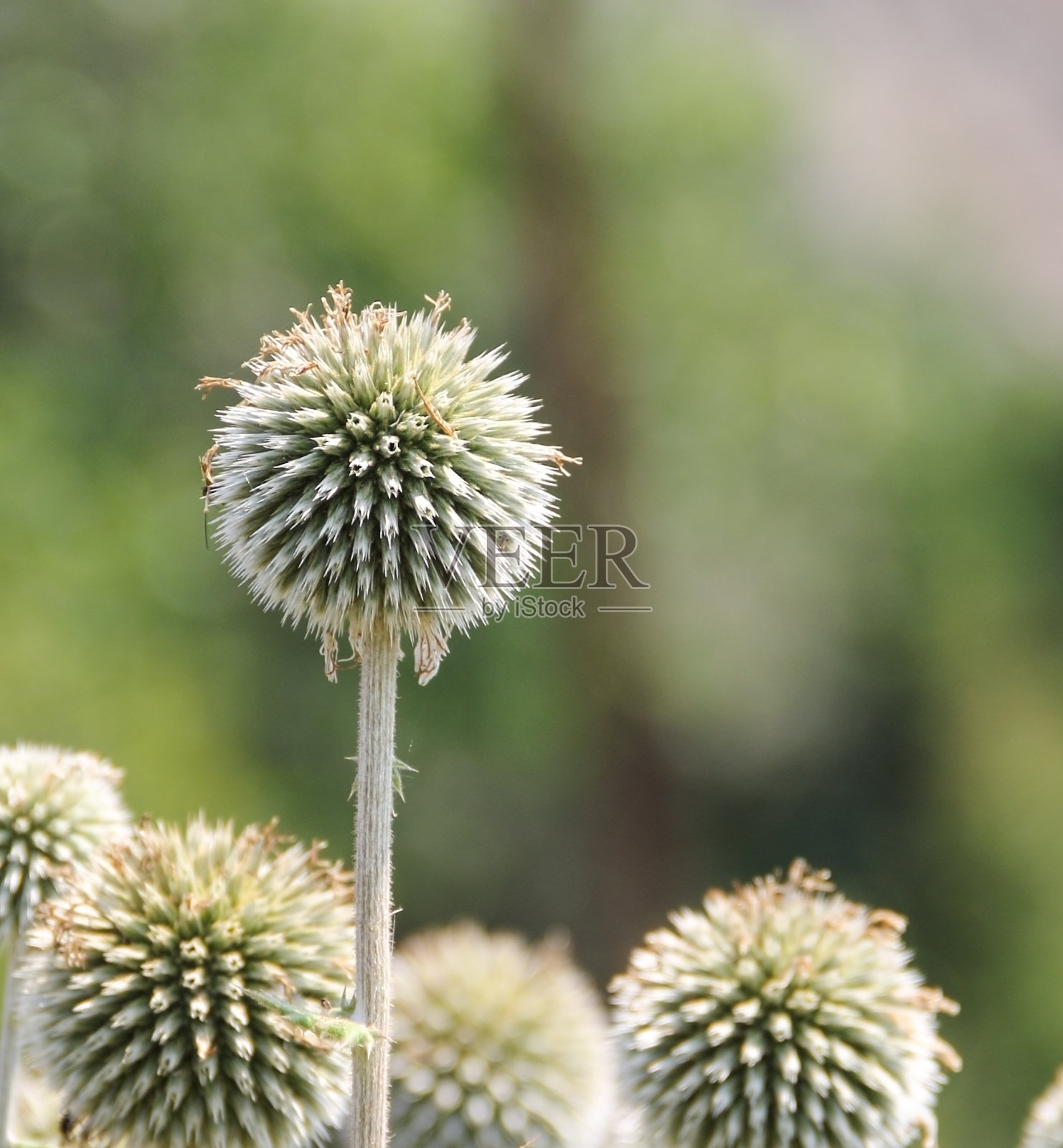 田野里花朵的特写。照片摄影图片