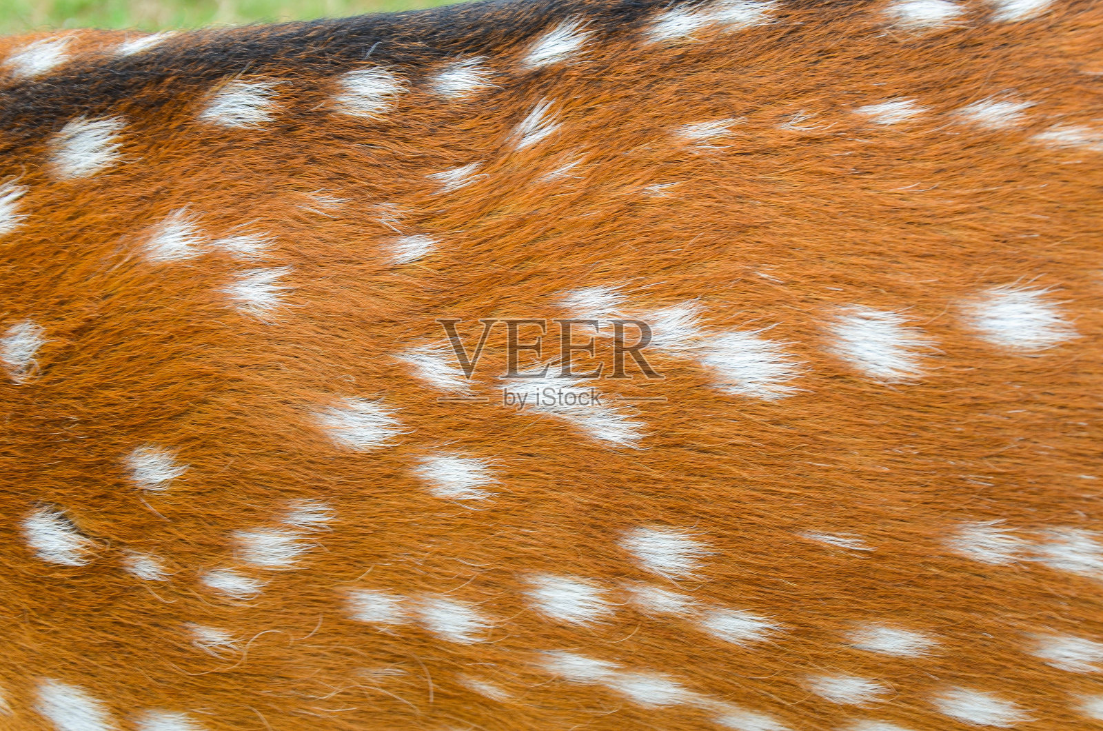 真实鹿皮的纹理照片摄影图片