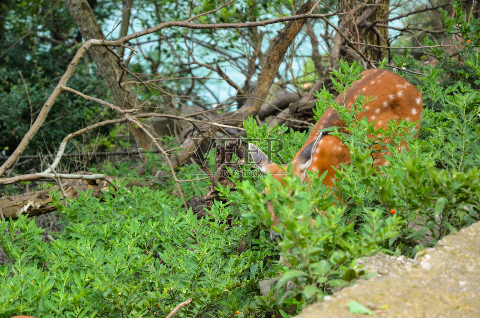 台湾梅花鹿照片摄影图片