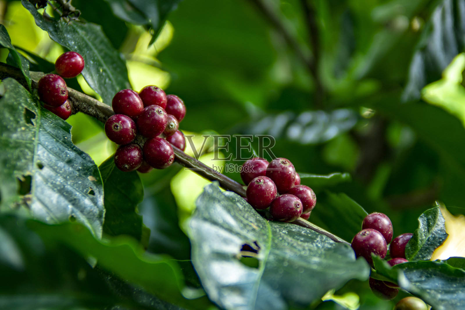 泰国北部树上成熟的咖啡豆。新鲜的咖啡樱桃。照片摄影图片