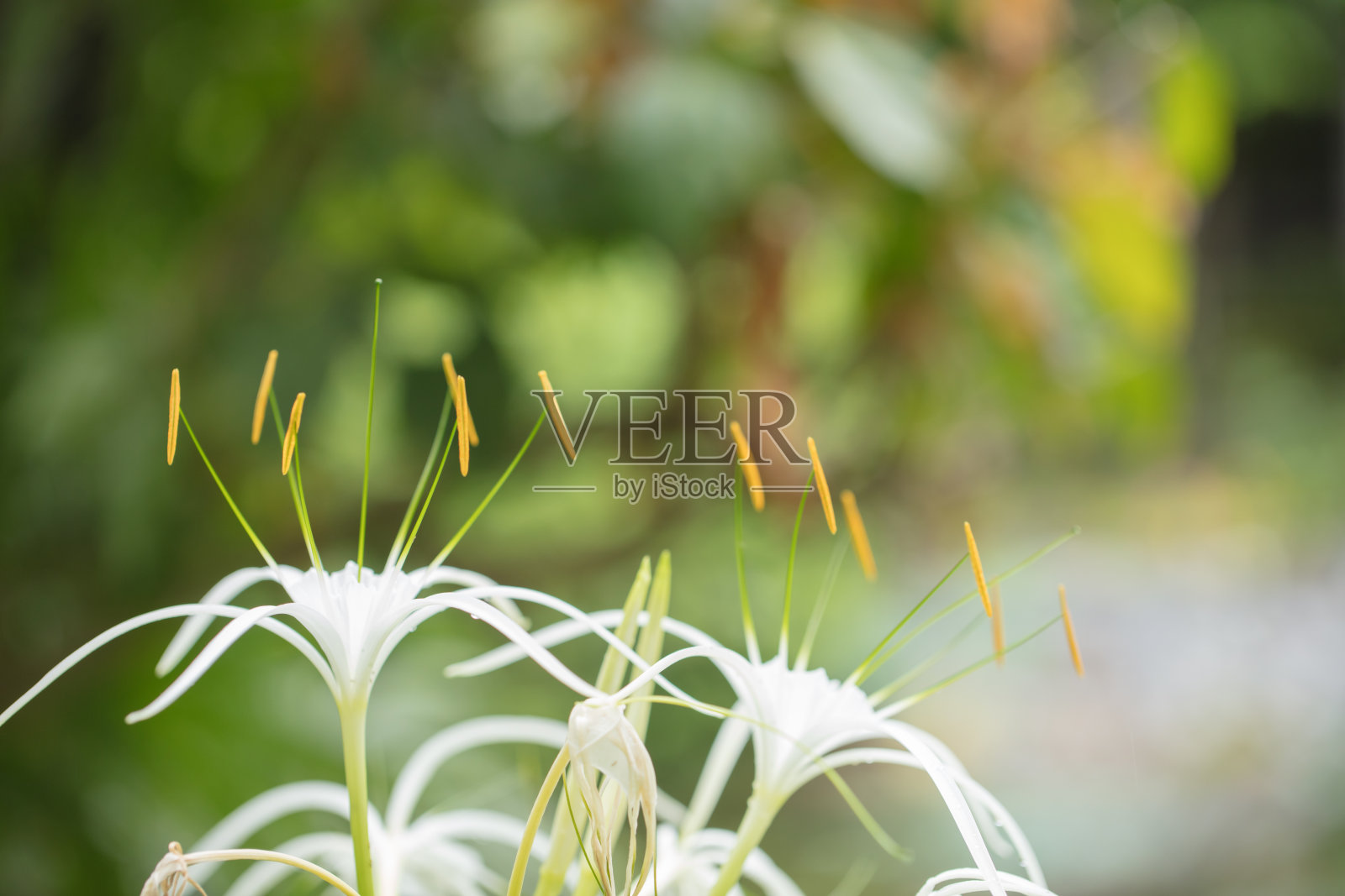 最美丽的白色花朵gemenocallis，花瓣窄，花粉高。照片摄影图片