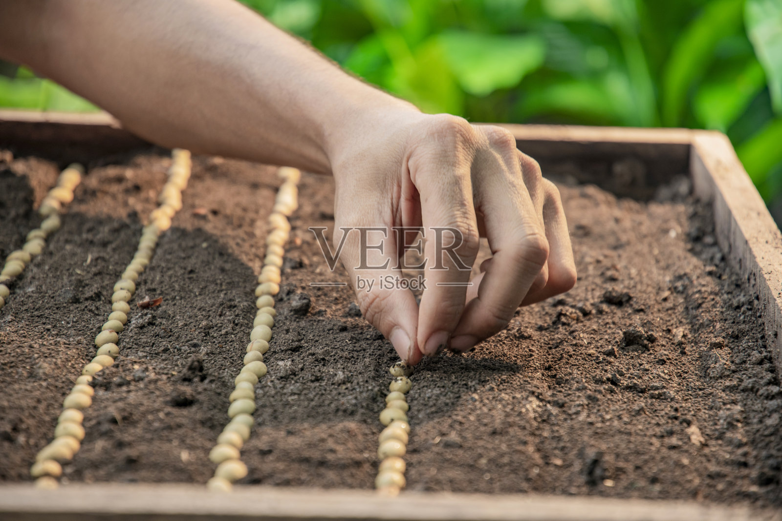 农民手在土壤中播种，手在菜园的土壤上种植咖啡种子，隐喻园艺、农业概念。照片摄影图片