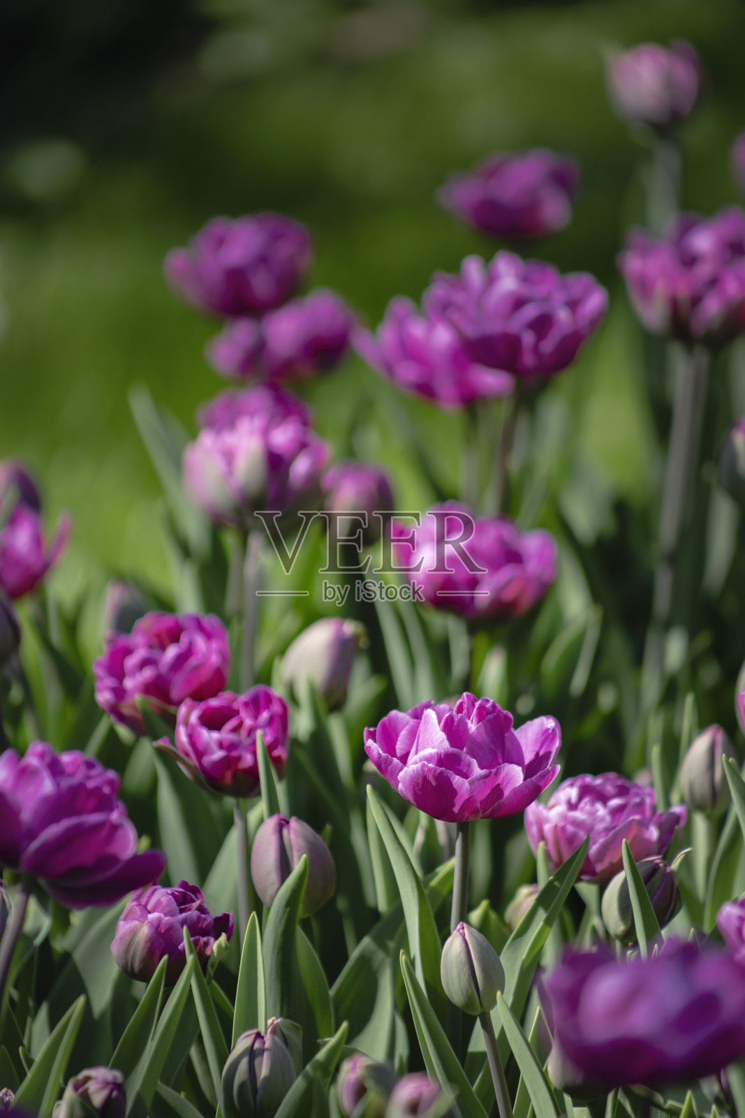 垂直背景的紫色郁金香照片摄影图片