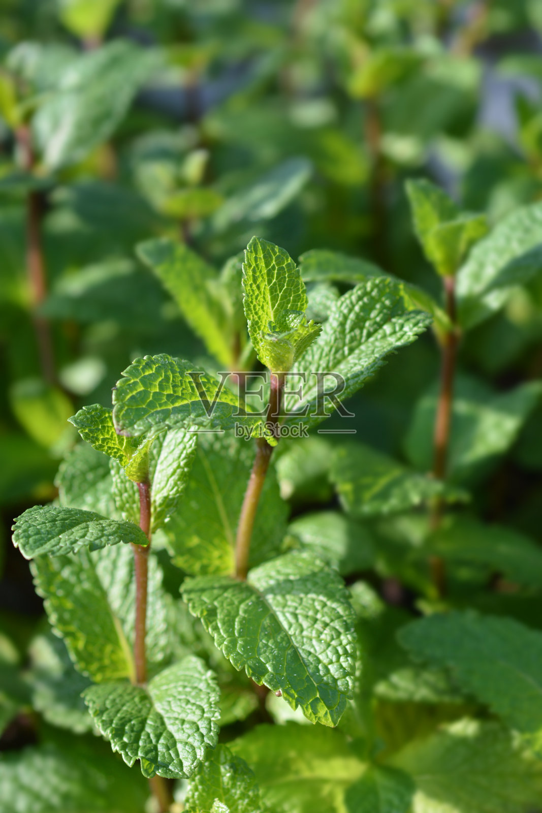 摩洛哥薄荷照片摄影图片