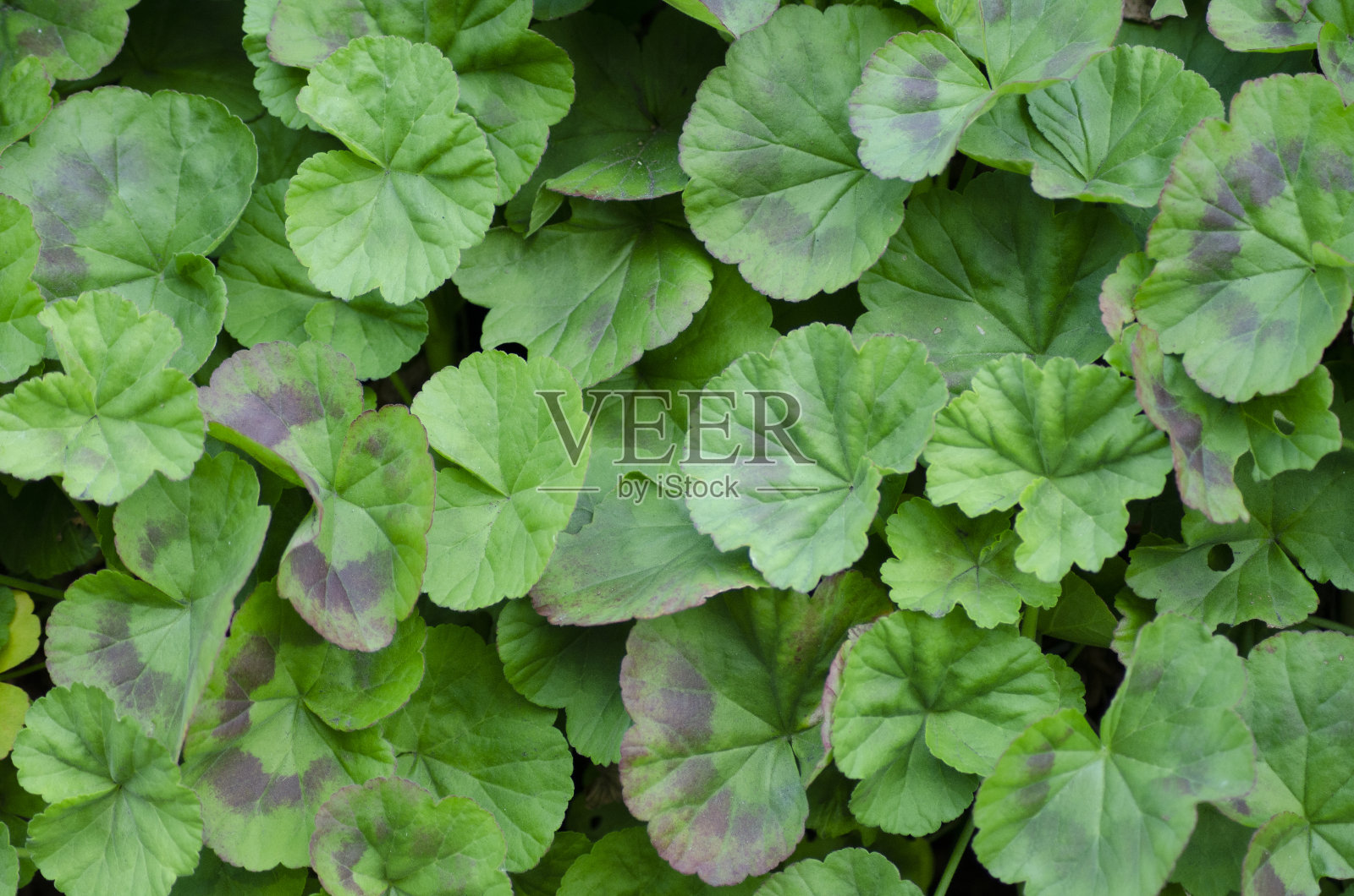 美丽的天竺葵叶子在日本照片摄影图片