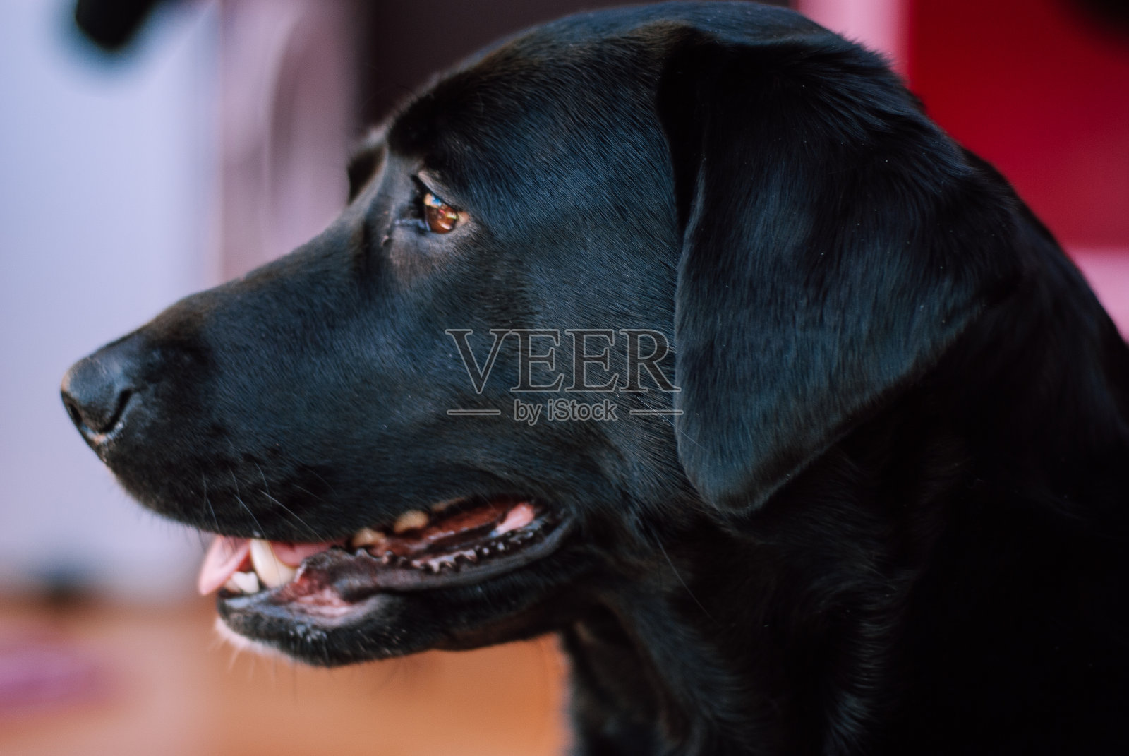 米莉是拉布拉多杂交犬照片摄影图片