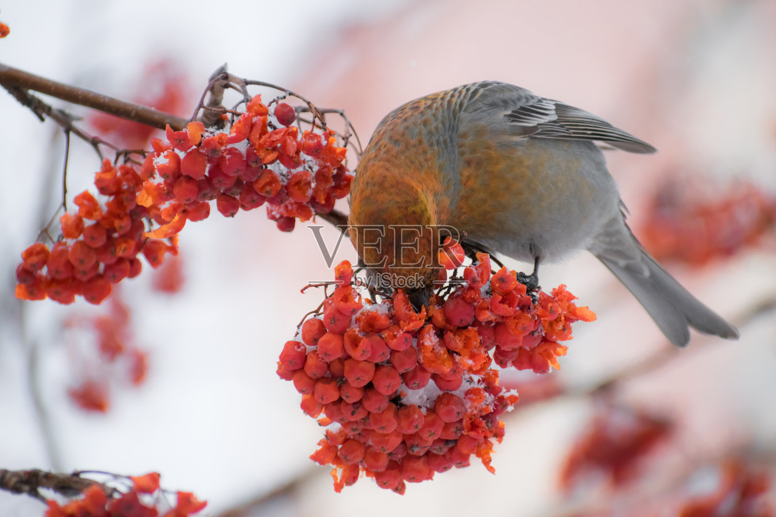 松雀(松雀去核器)雄性鸟正在吃山梨花浆果照片摄影图片