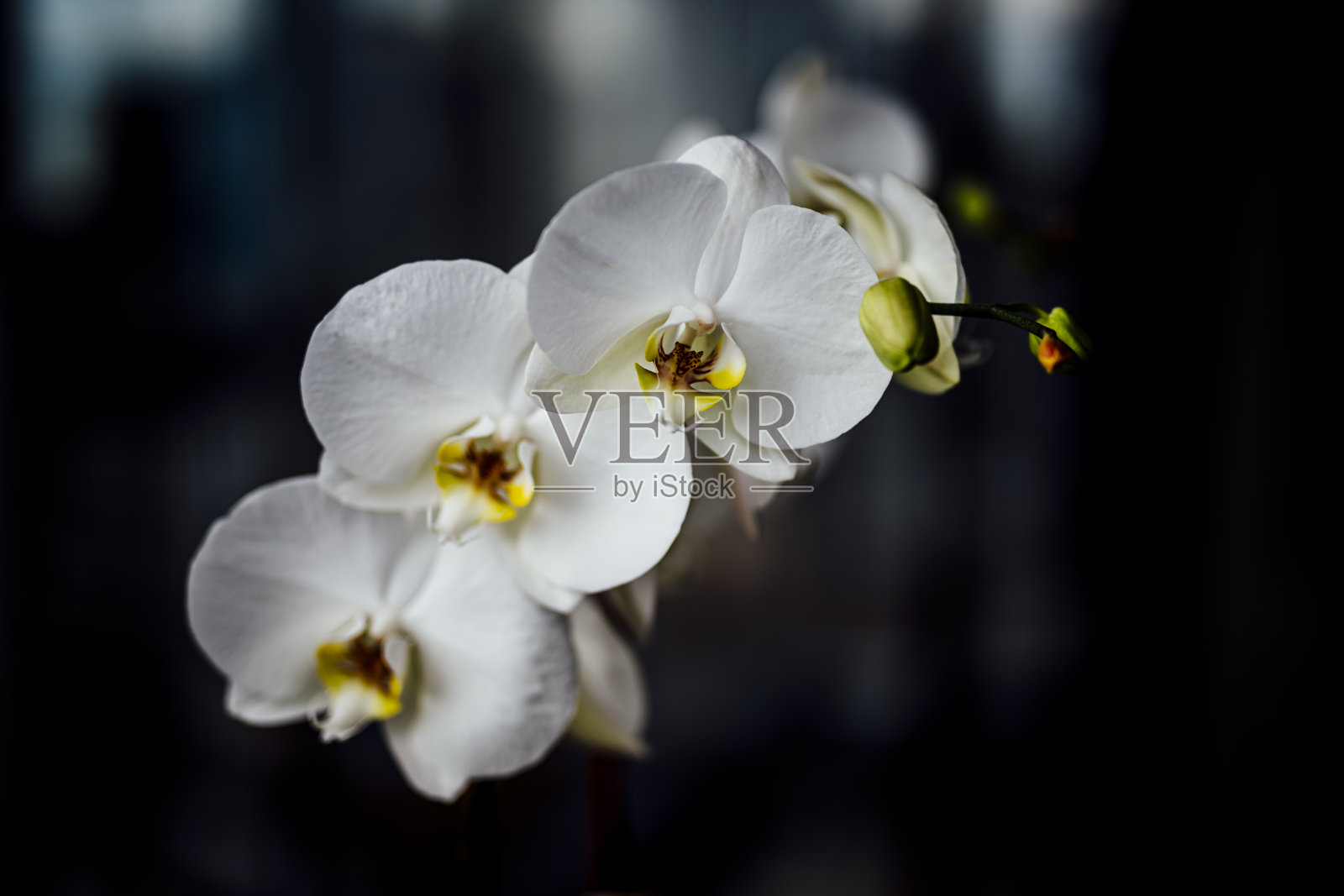 多种美丽的鲜艳时令鲜花盛开，如玫瑰和向日葵照片摄影图片