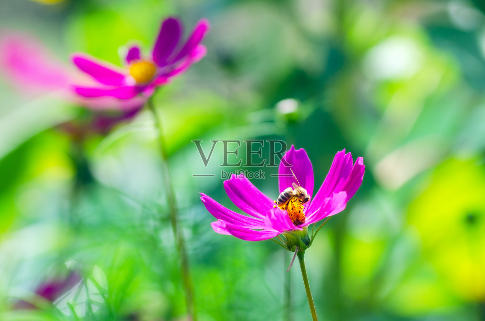 蜜蜂停留在花坛里大波斯菊的花朵上，背景虚化照片摄影图片