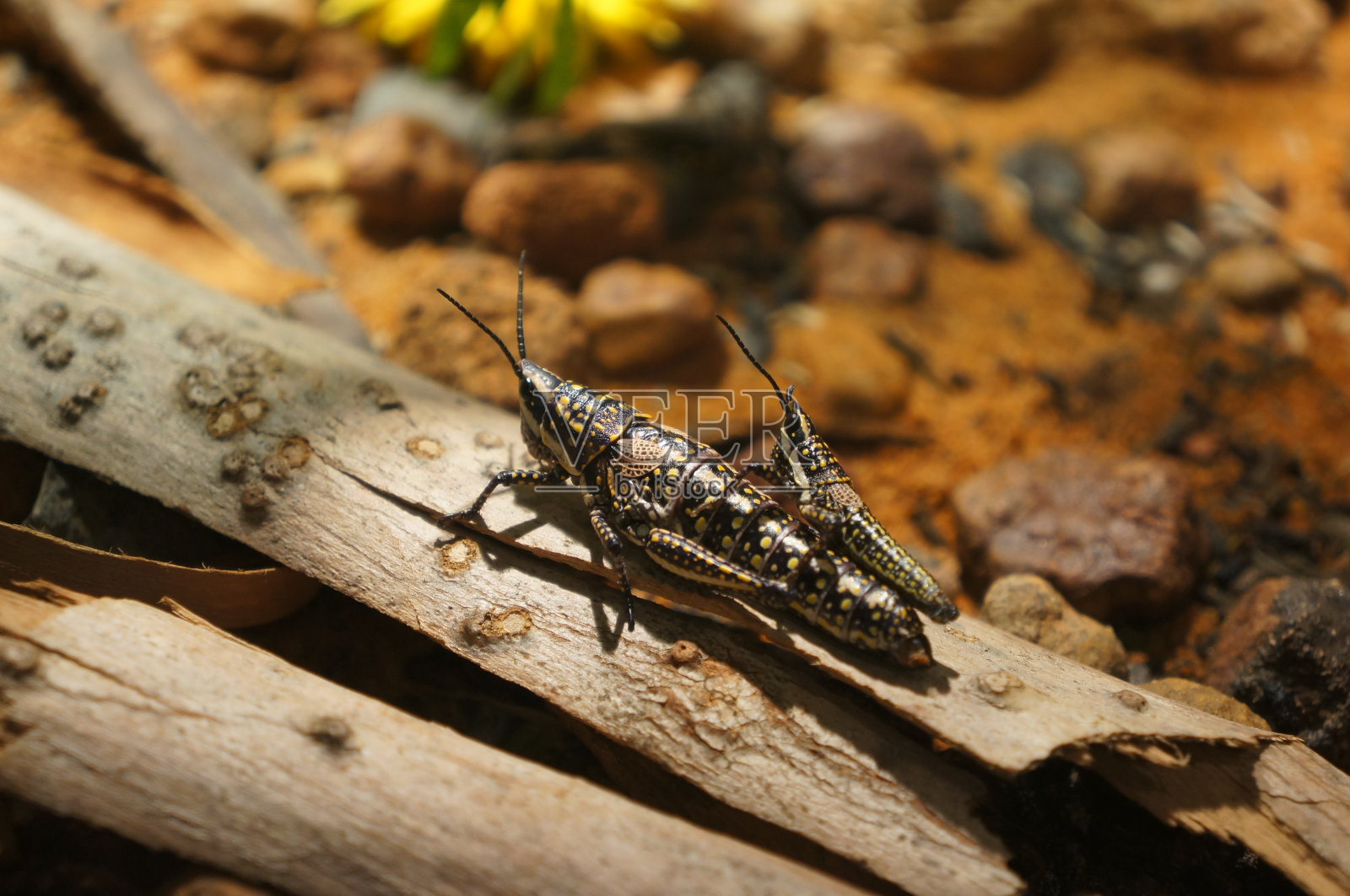 蚱蜢照片摄影图片
