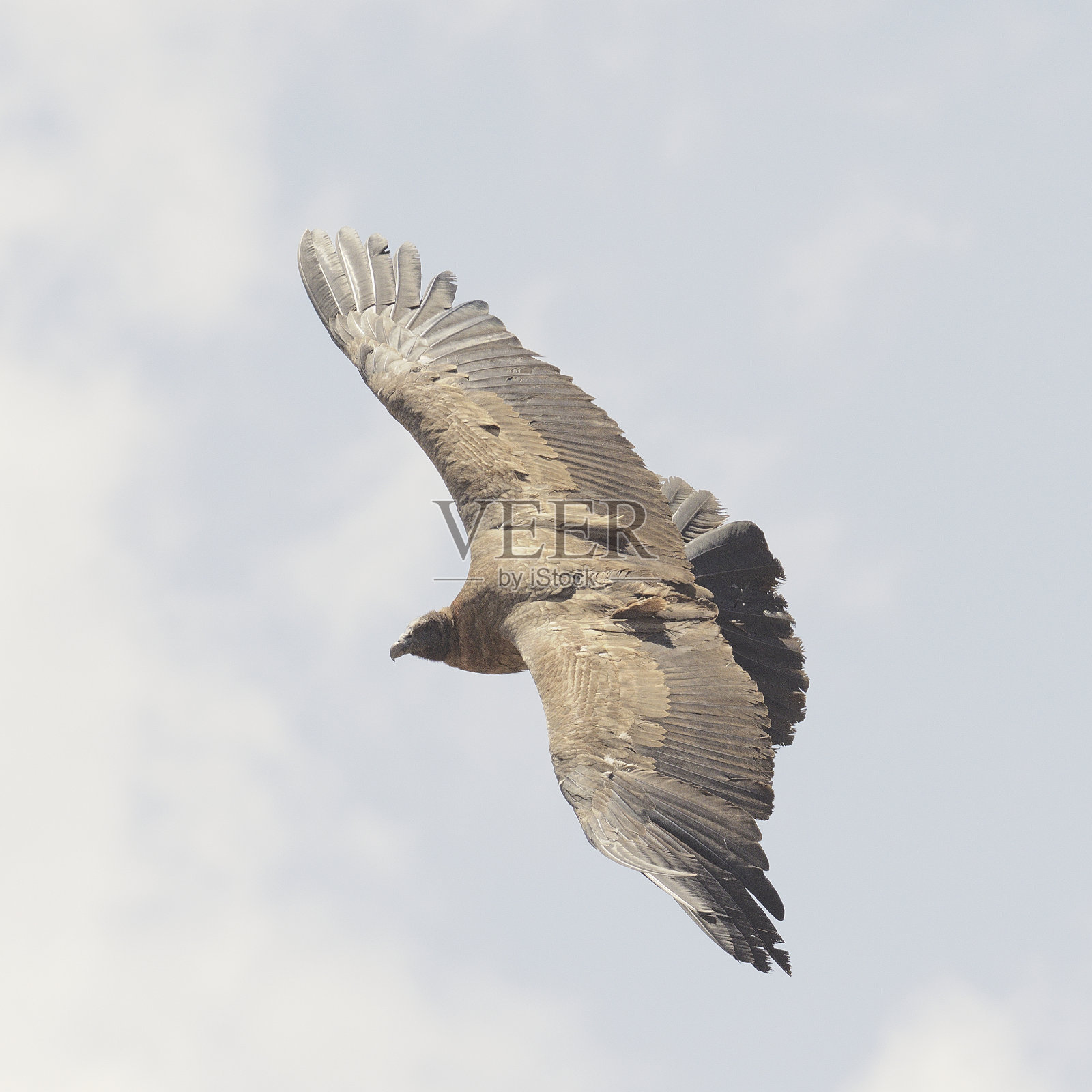 一只幼年的安第斯秃鹰在安第斯中部上空翱翔照片摄影图片