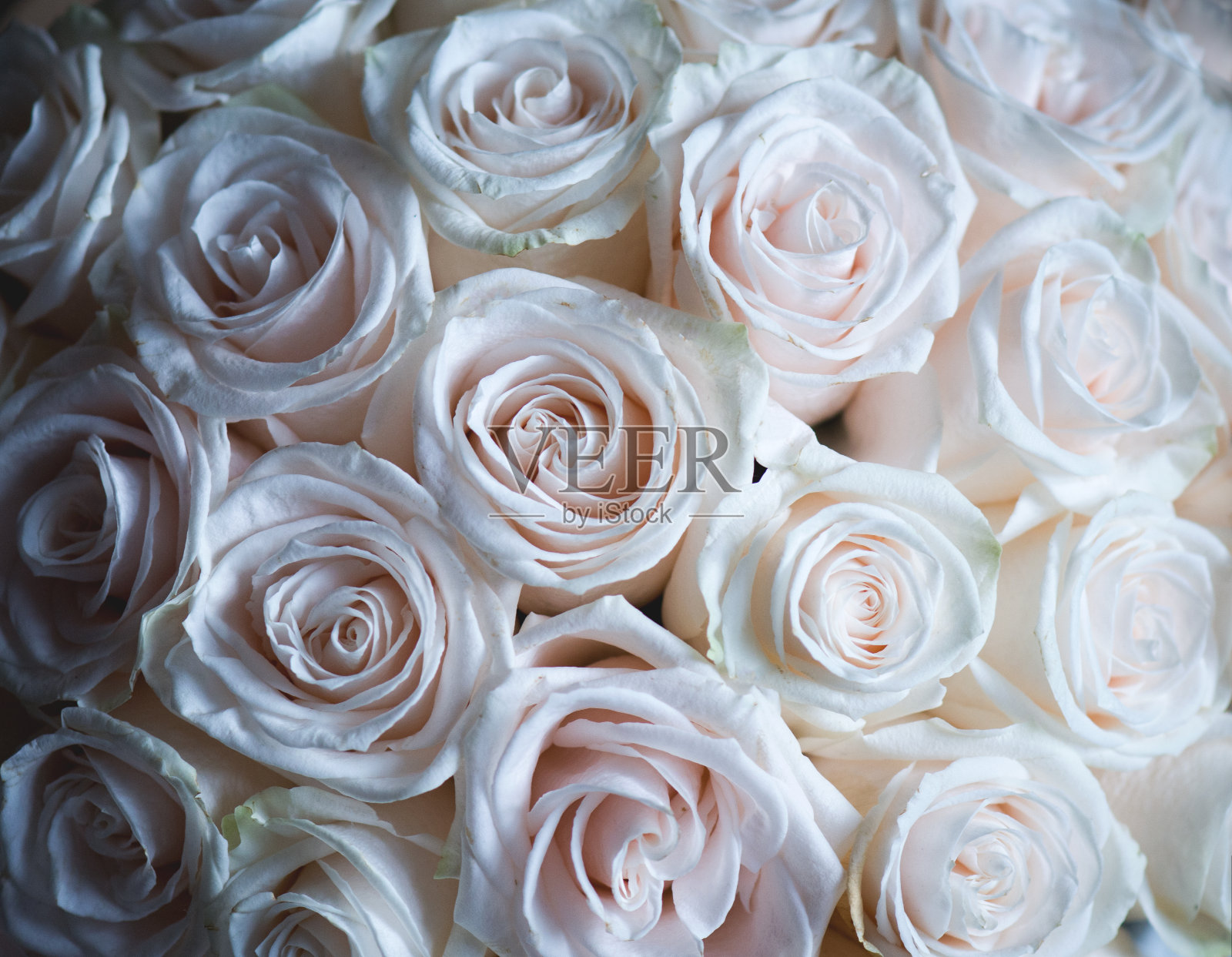 玫瑰花的背景照片摄影图片