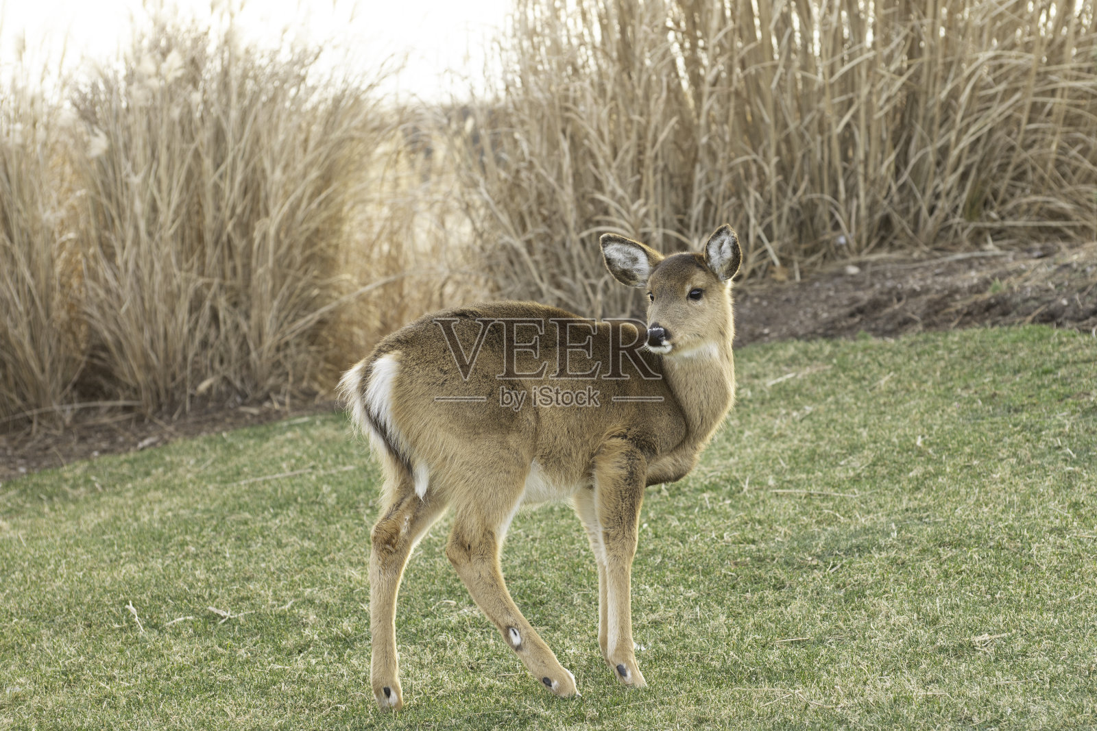 史密斯角县公园的白尾小鹿，纽约长岛10号照片摄影图片