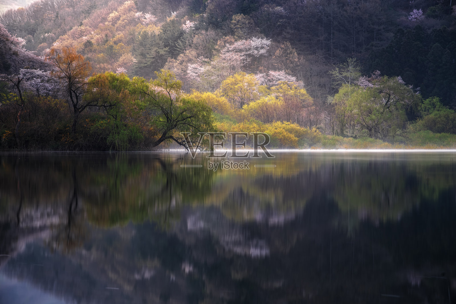 韩国，春天樱花盛开在韩国西山。照片摄影图片