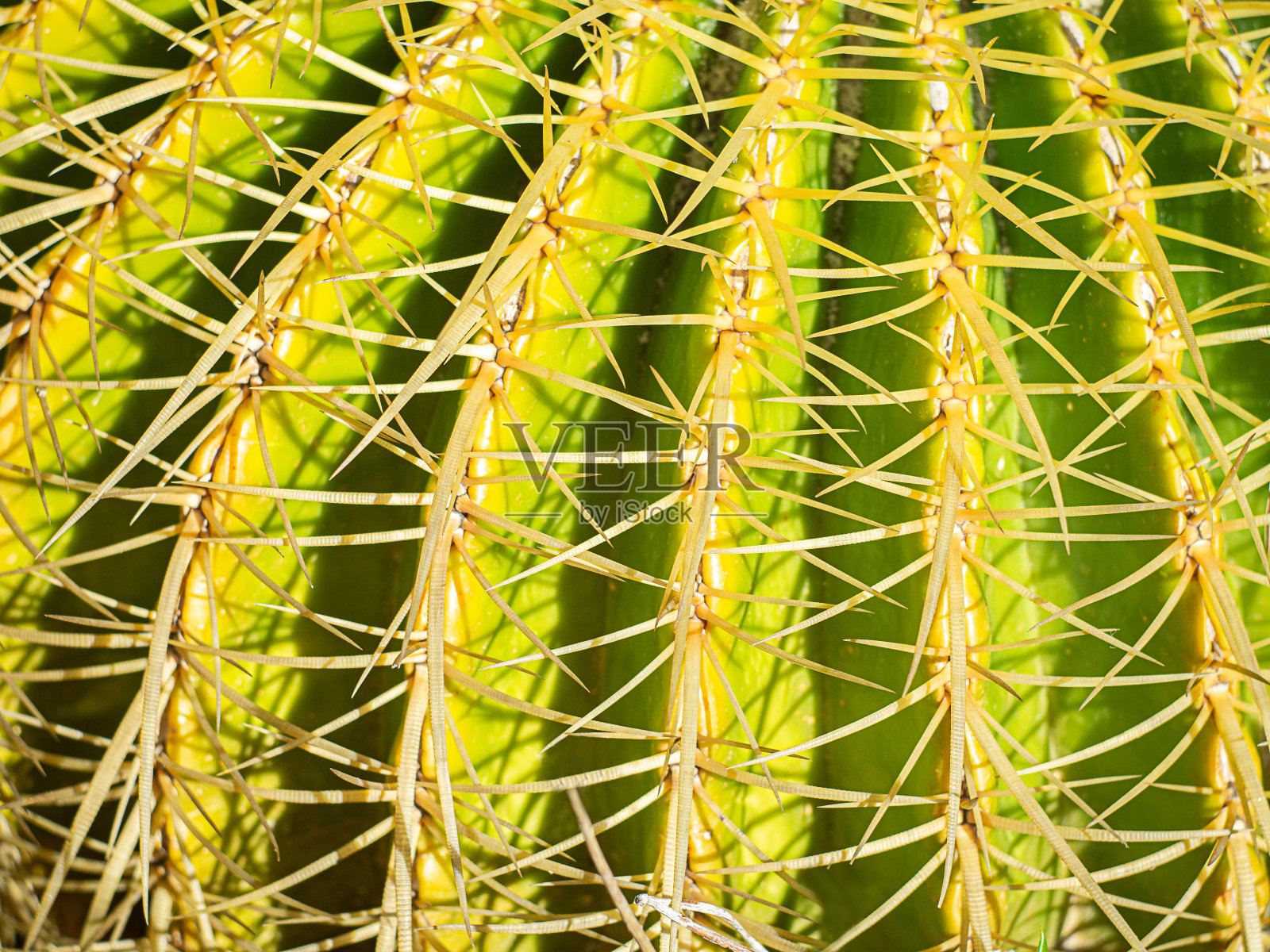 近距离观察多刺仙人掌的细节照片摄影图片