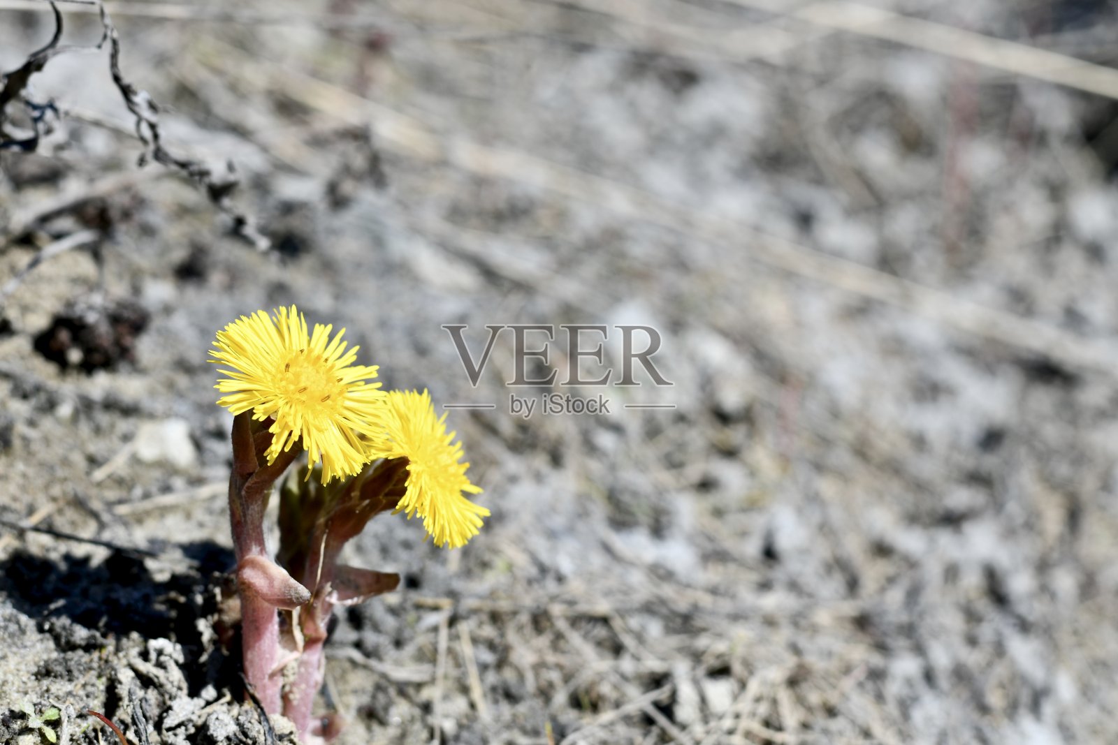 盛开的药用植物母亲和后妈在右边灰色的空白土壤背景上。照片摄影图片