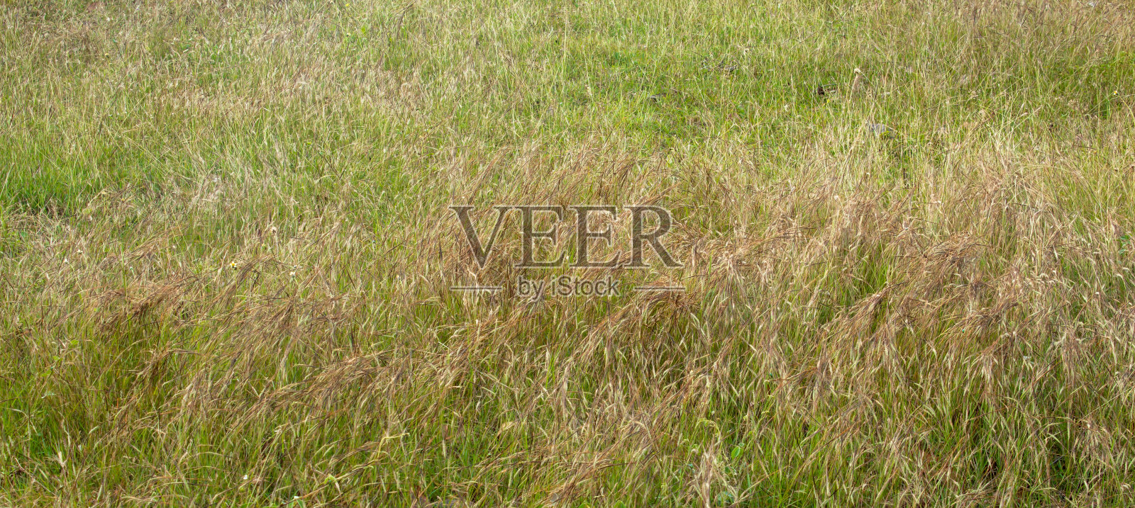 草叶不平，角度大。用于自然概念。照片摄影图片