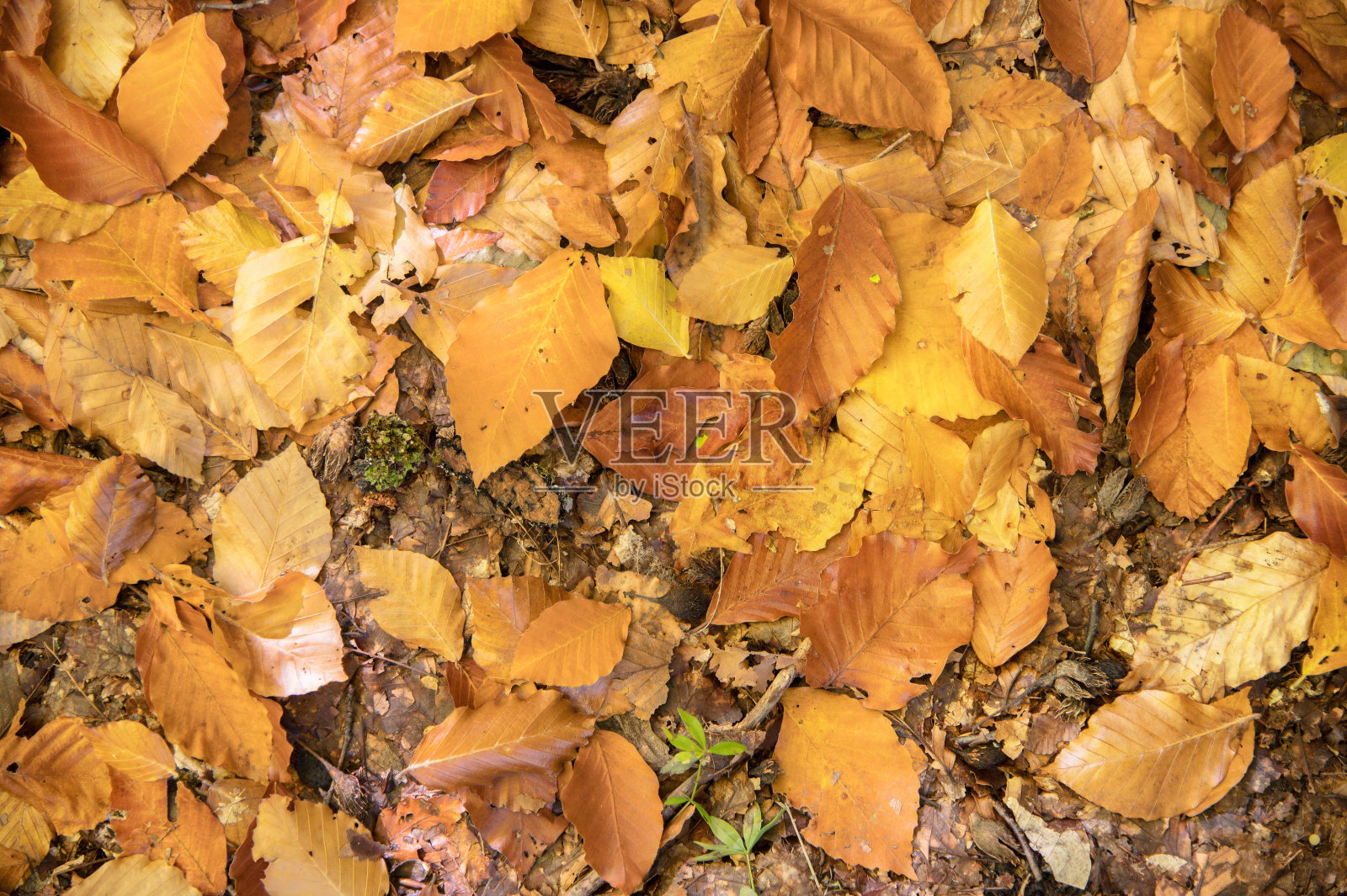 摘要背景黄色的橡树叶卷曲地躺在地上。软焦点真实森林。栖息地的树叶照片摄影图片