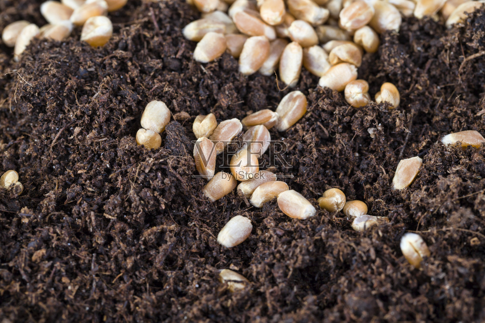 小麦谷物照片摄影图片