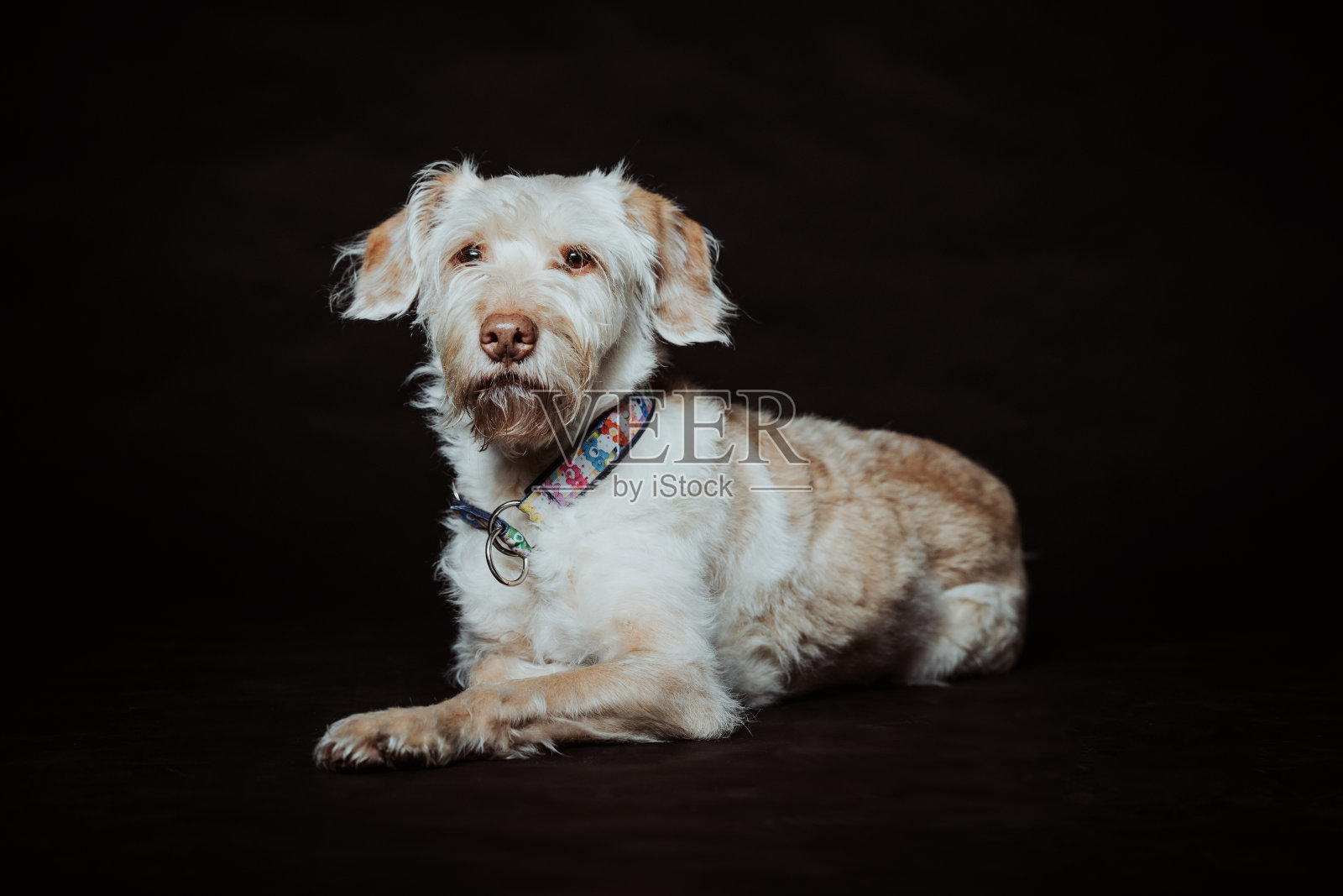 在黑色背景前的狗的肖像照片摄影图片