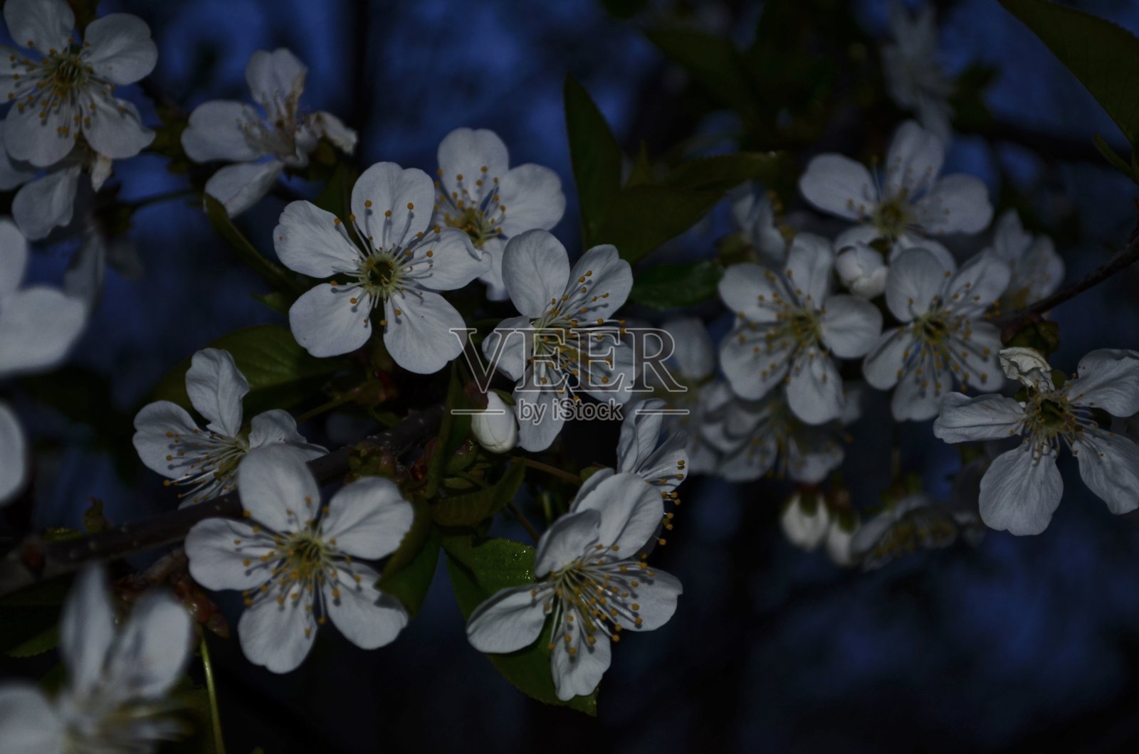 春天的傍晚，花园里的树枝上绽放着樱花。照片摄影图片