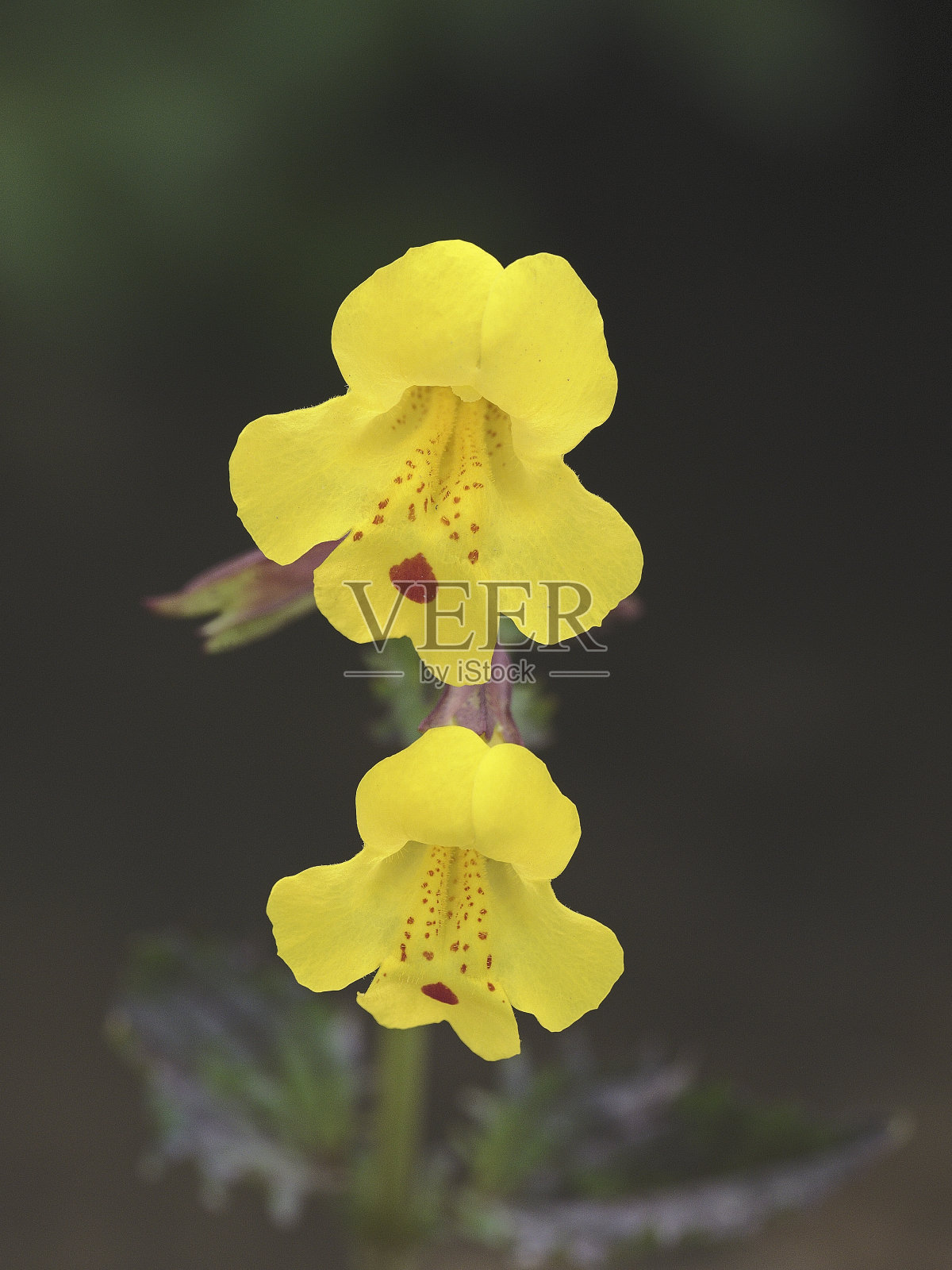 两朵小黄猴花照片摄影图片