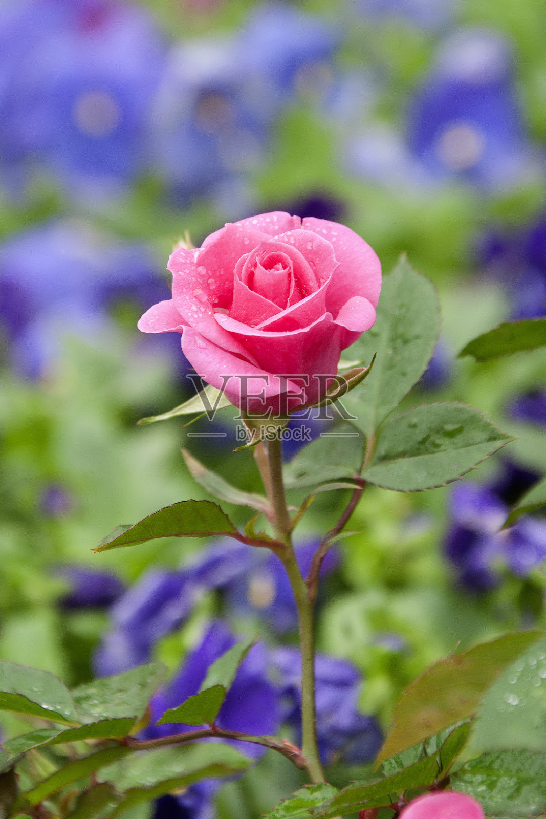 花园里的一朵孤立的粉红玫瑰照片摄影图片