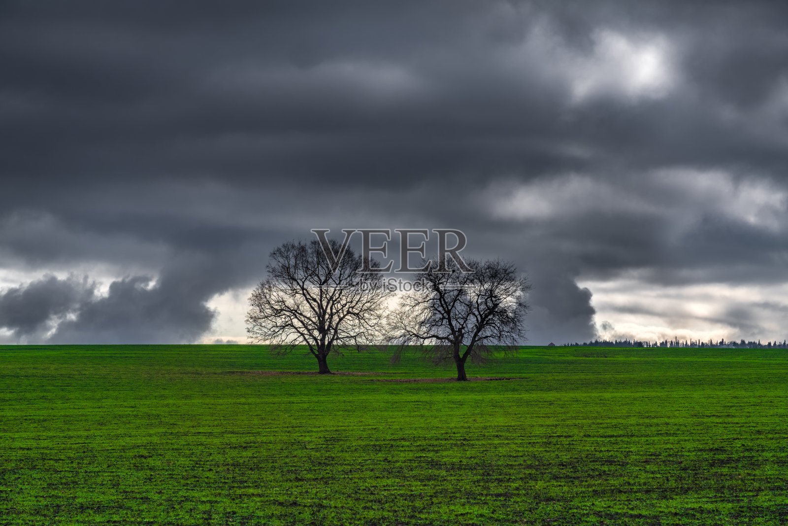 耕地上一棵孤零零的光秃秃的树照片摄影图片