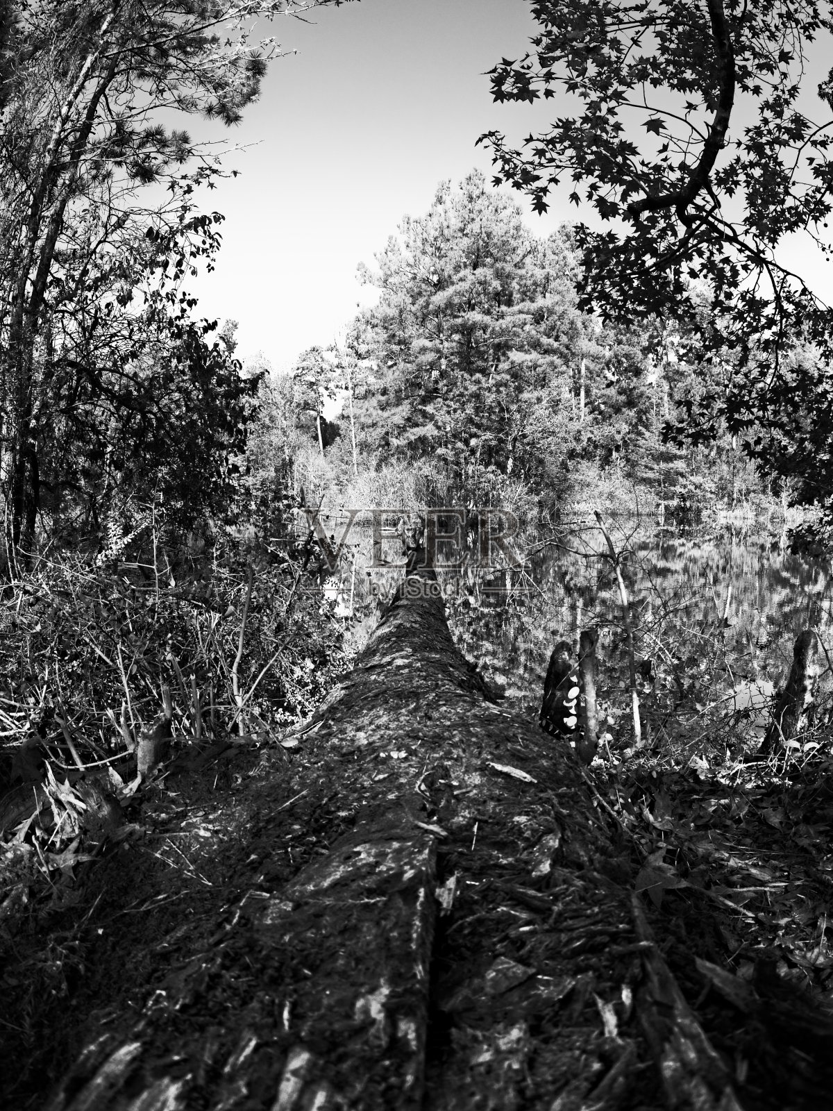 倒下的树通向湖B&W照片摄影图片