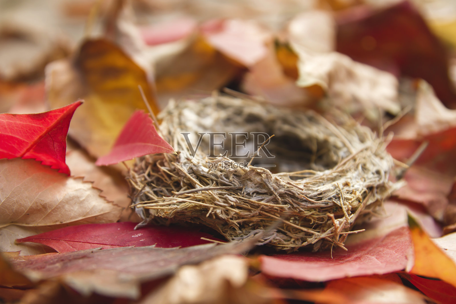 小巢在落叶上照片摄影图片
