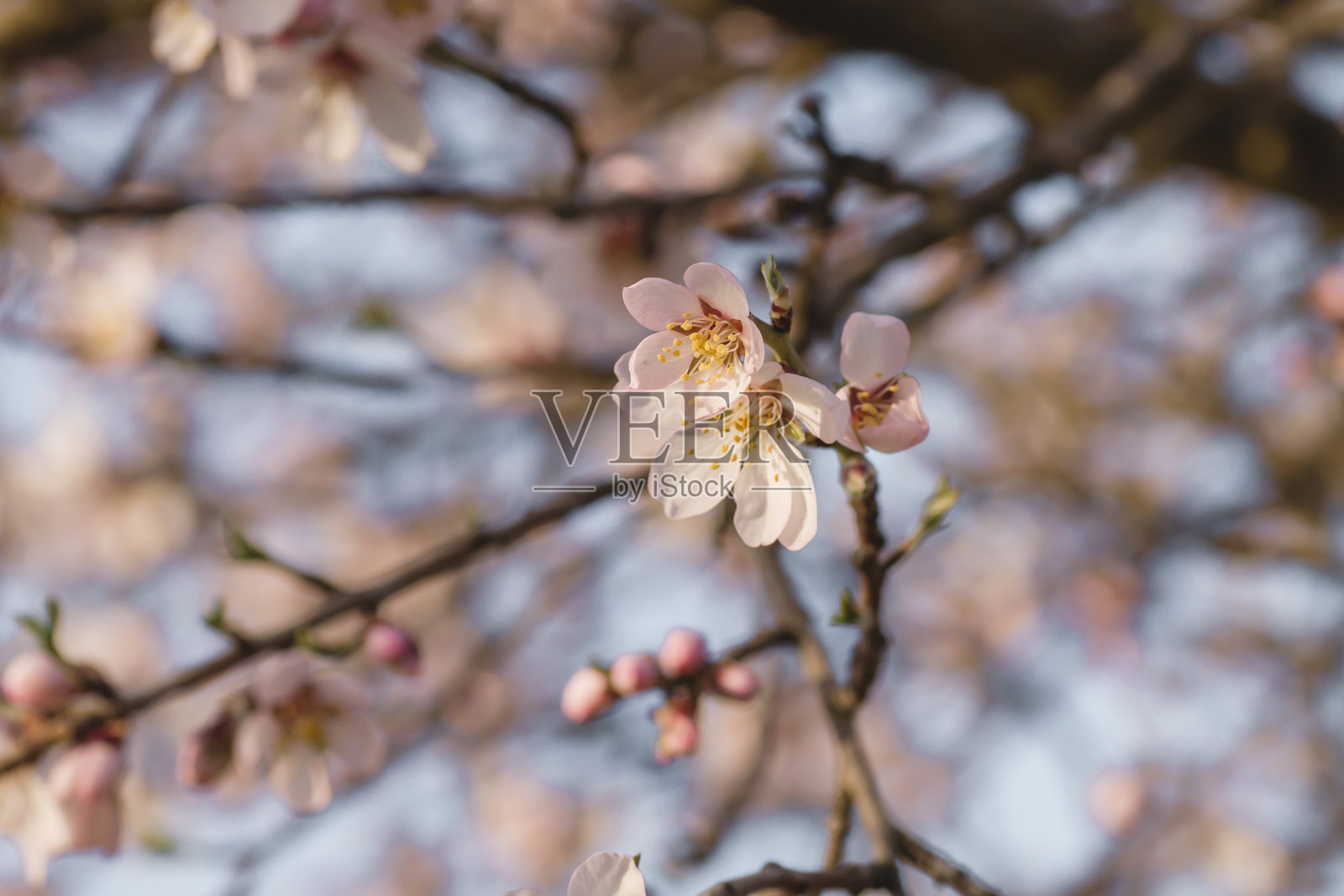 详细的杏树花照片摄影图片