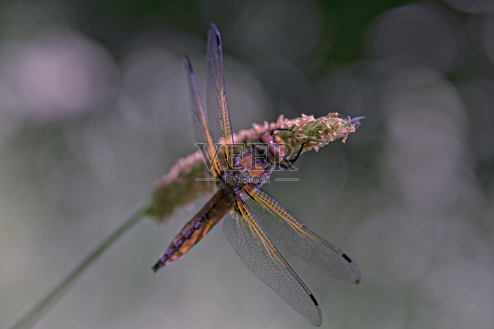 荷兰的蜻蜓照片摄影图片