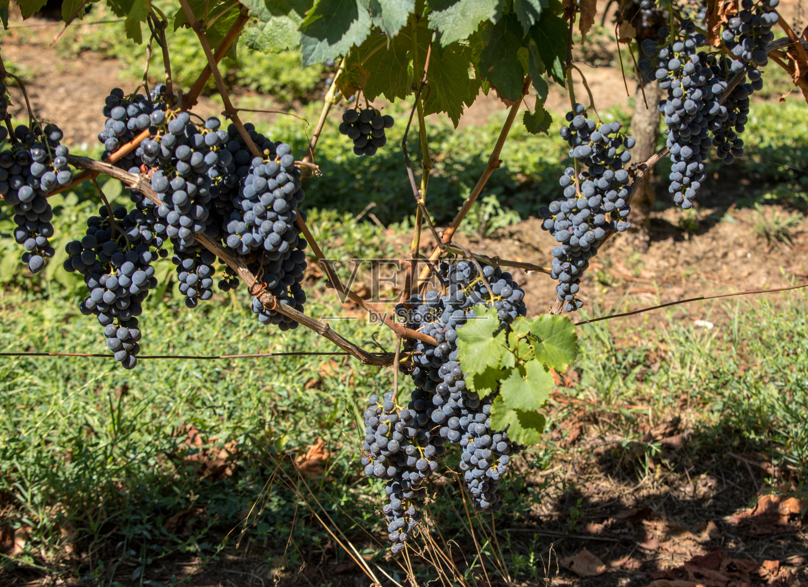 红酒葡萄准备收获和葡萄酒生产。圣爱美浓,法国照片摄影图片