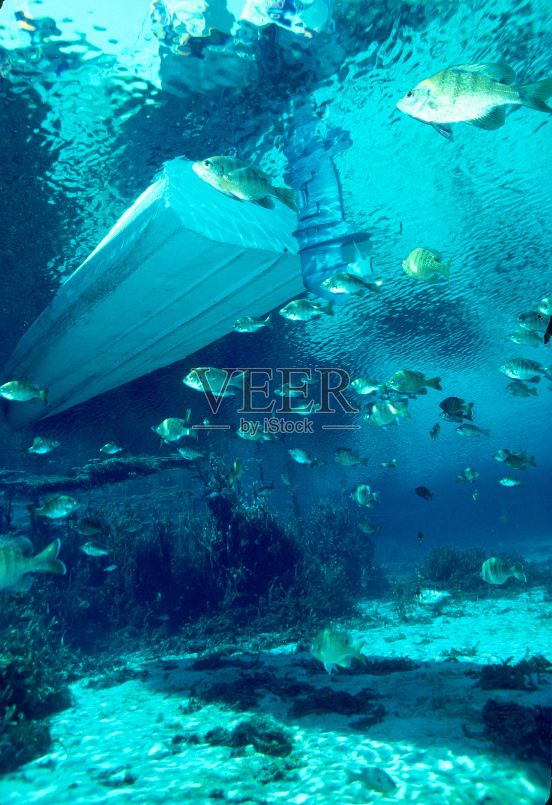 蓝鳃太阳鱼在水下895照片摄影图片