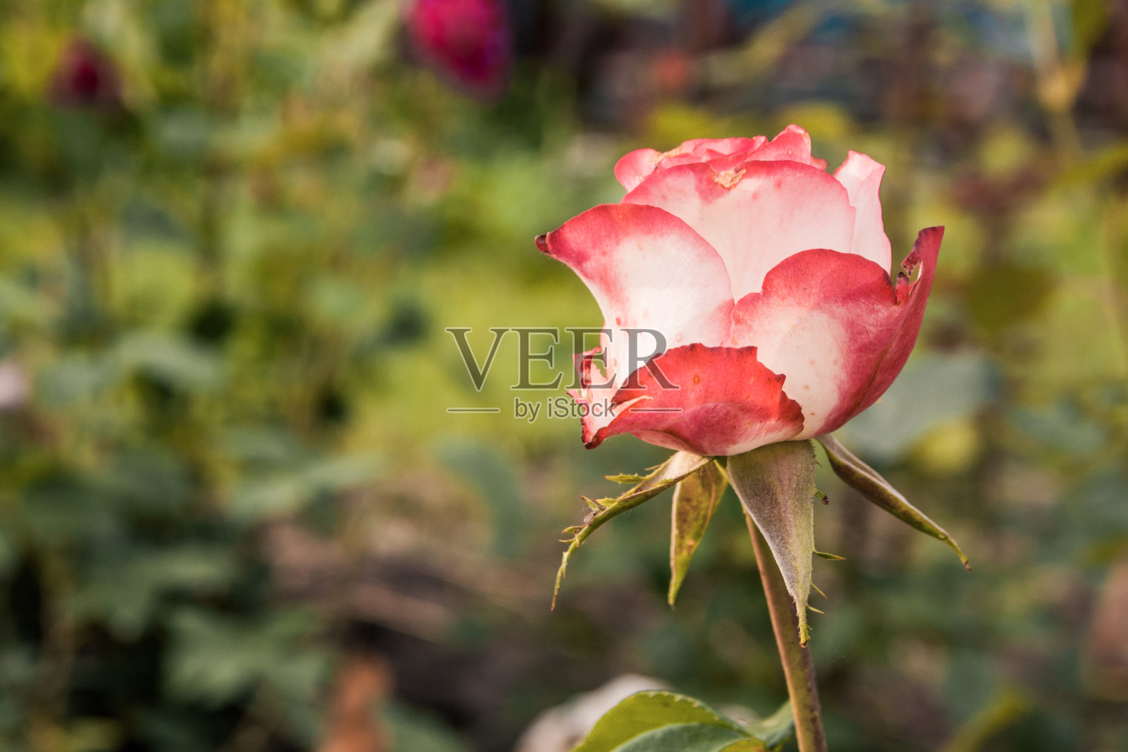 后院有红玫瑰照片摄影图片