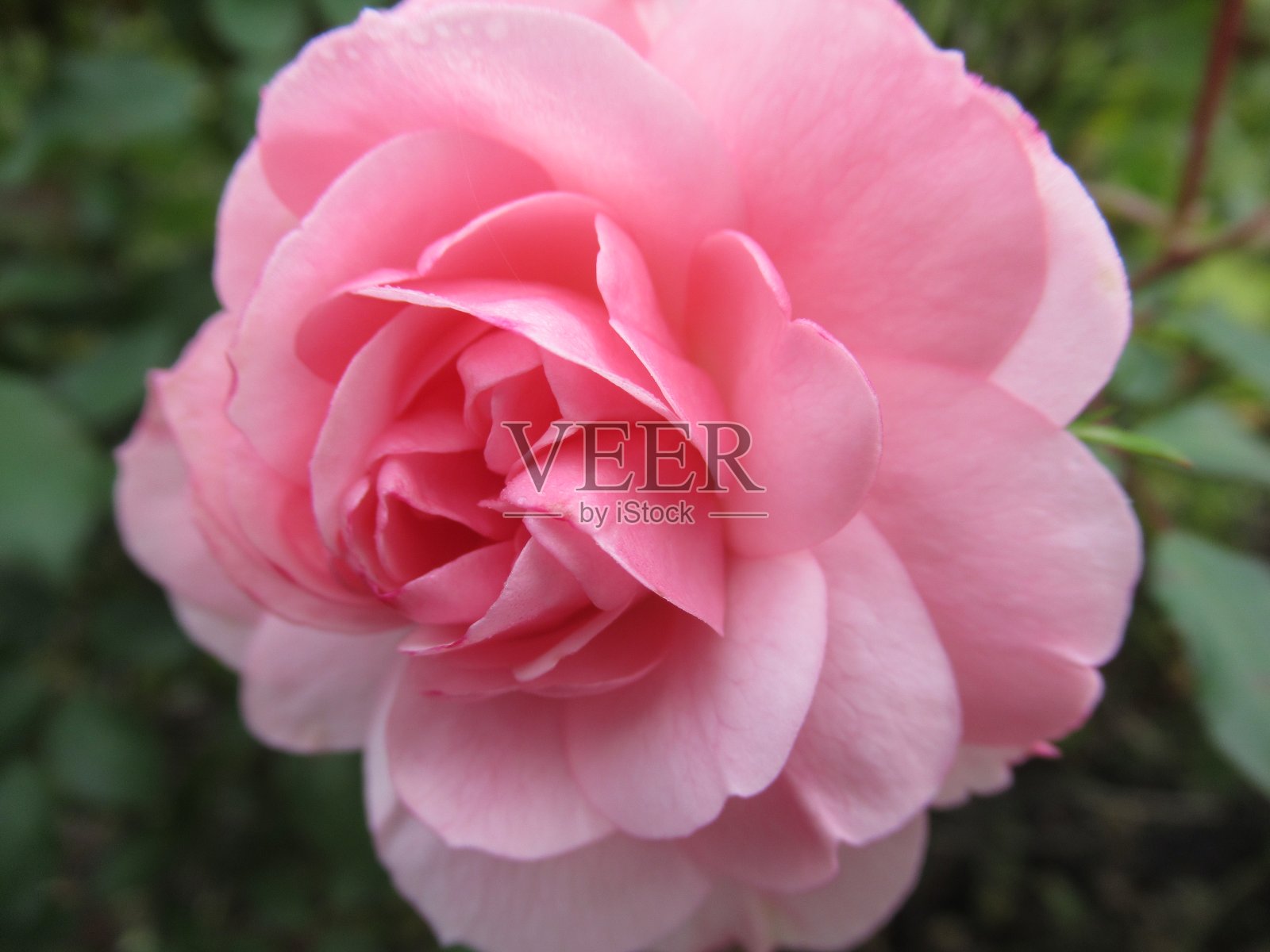 2019年英国女王伊丽莎白公园玫瑰园的皇家博尼卡玫瑰照片摄影图片