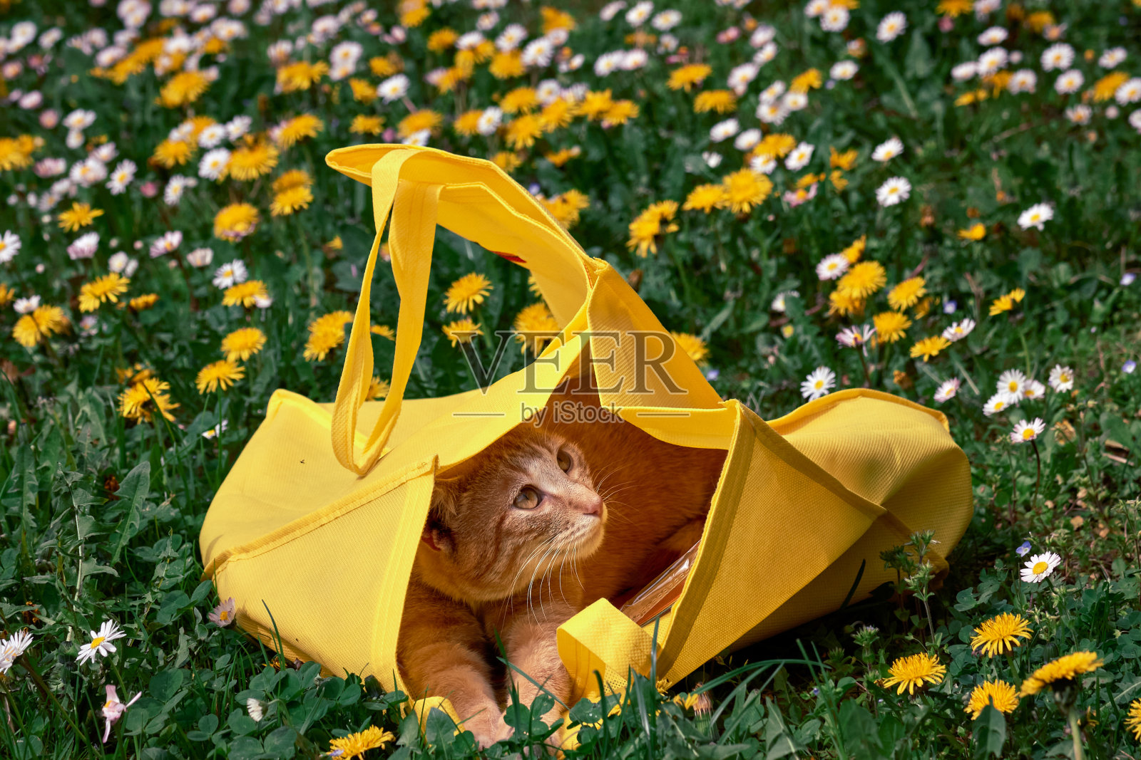 红虎斑猫肖像里面的黄色袋子在花园照片摄影图片