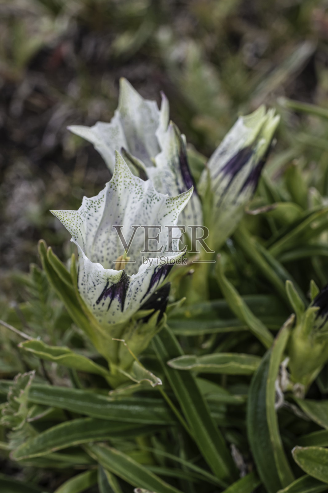 北极龙胆草或白色龙胆草，龙胆草，发现在公路，熊齿公路，在怀俄明沿着熊齿风景公路，在蒙大拿州和怀俄明州的国家风景小径穿过落基山脉。照片摄影图片